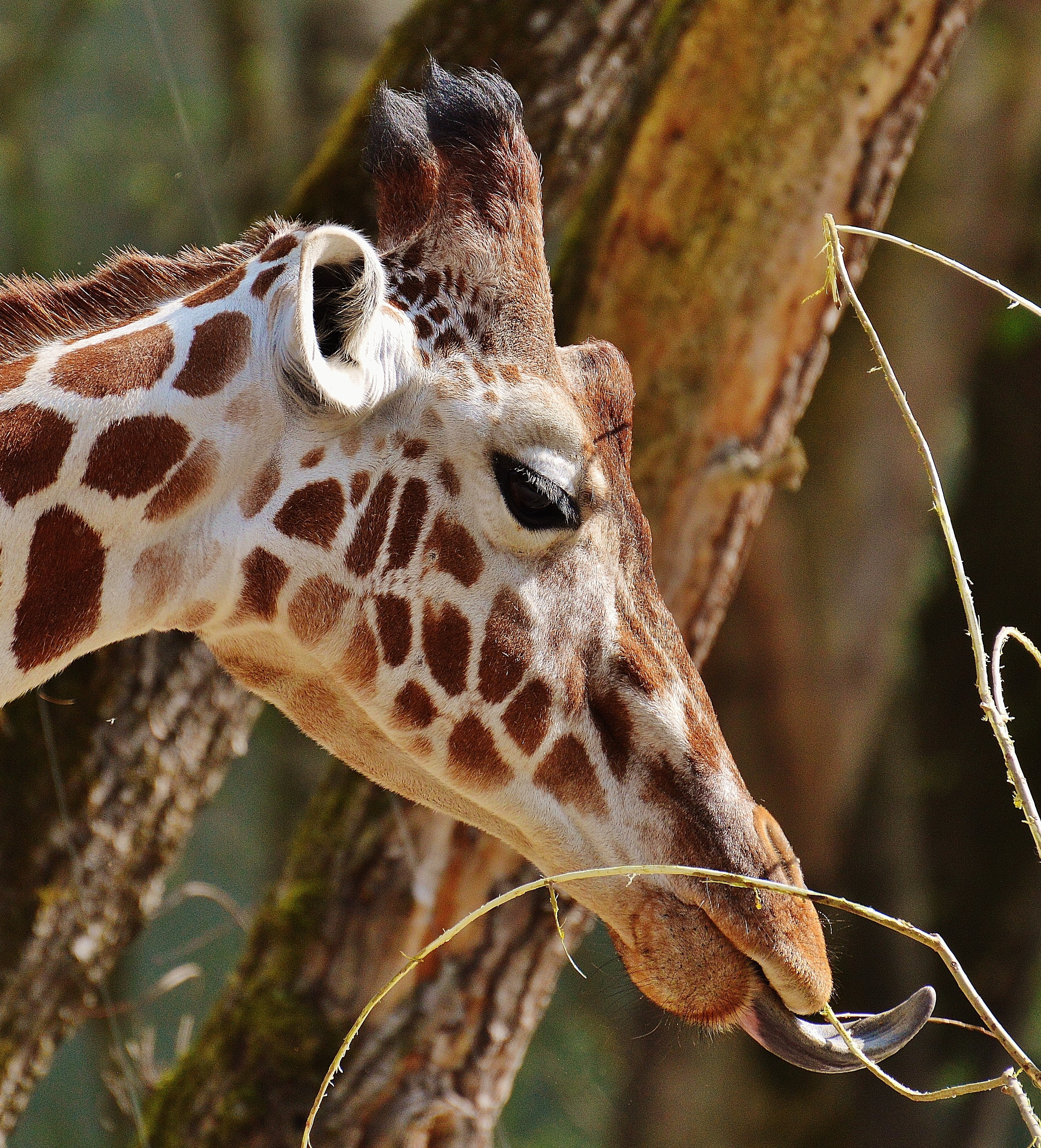 animal wildlife, close-up, animal head, animals in the wild, one animal, animal neck, mammal, day, animal, safari, focus on foreground, herbivorous, outdoors, Phone HD Wallpaper