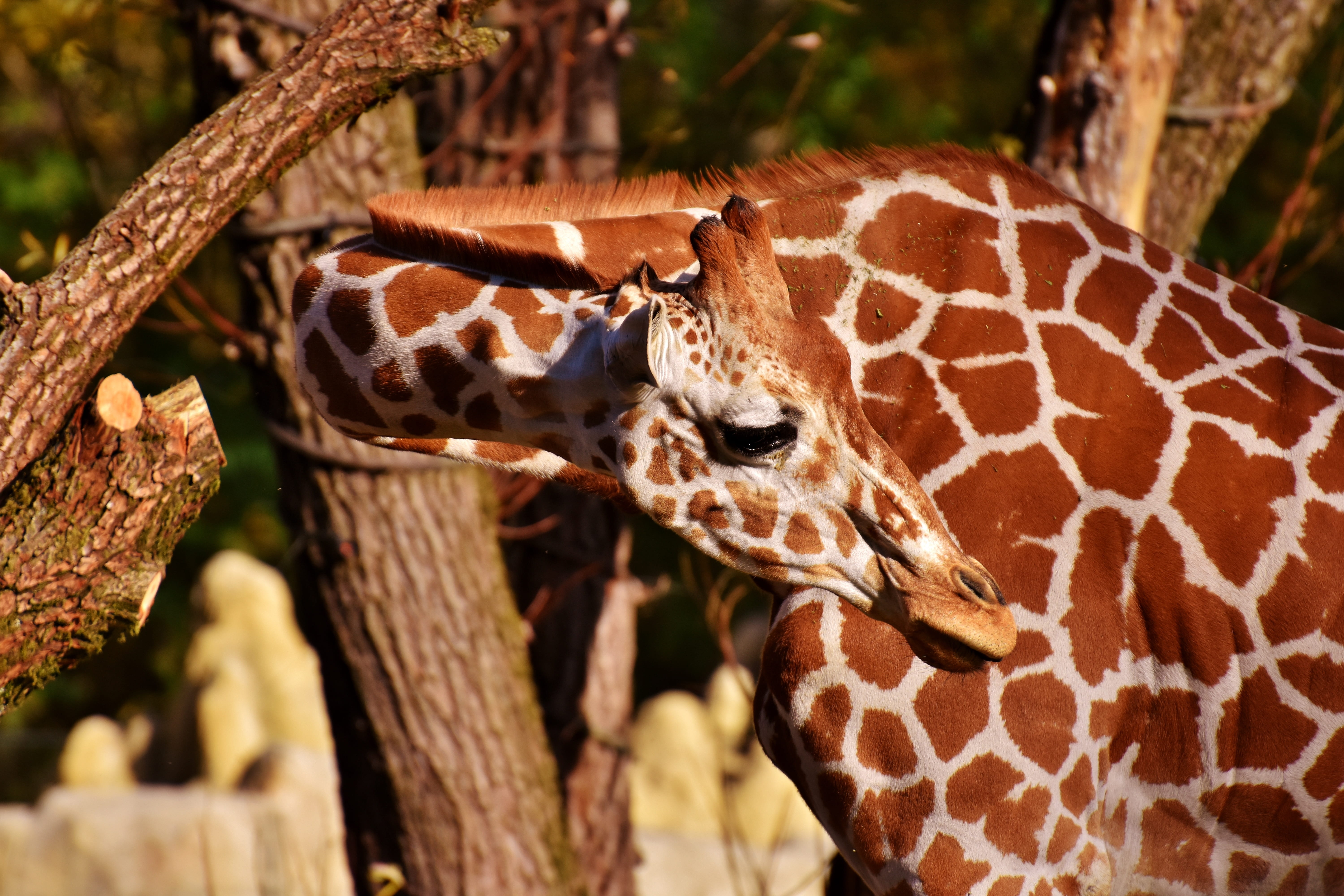 close-up, wildlife, munich, animal, 5K, giraffe, animals in the wild, tree, forest, animal wildlife, poisonous, outdoors, nature, day, plant, tierpark hellabrunn, HD Wallpaper