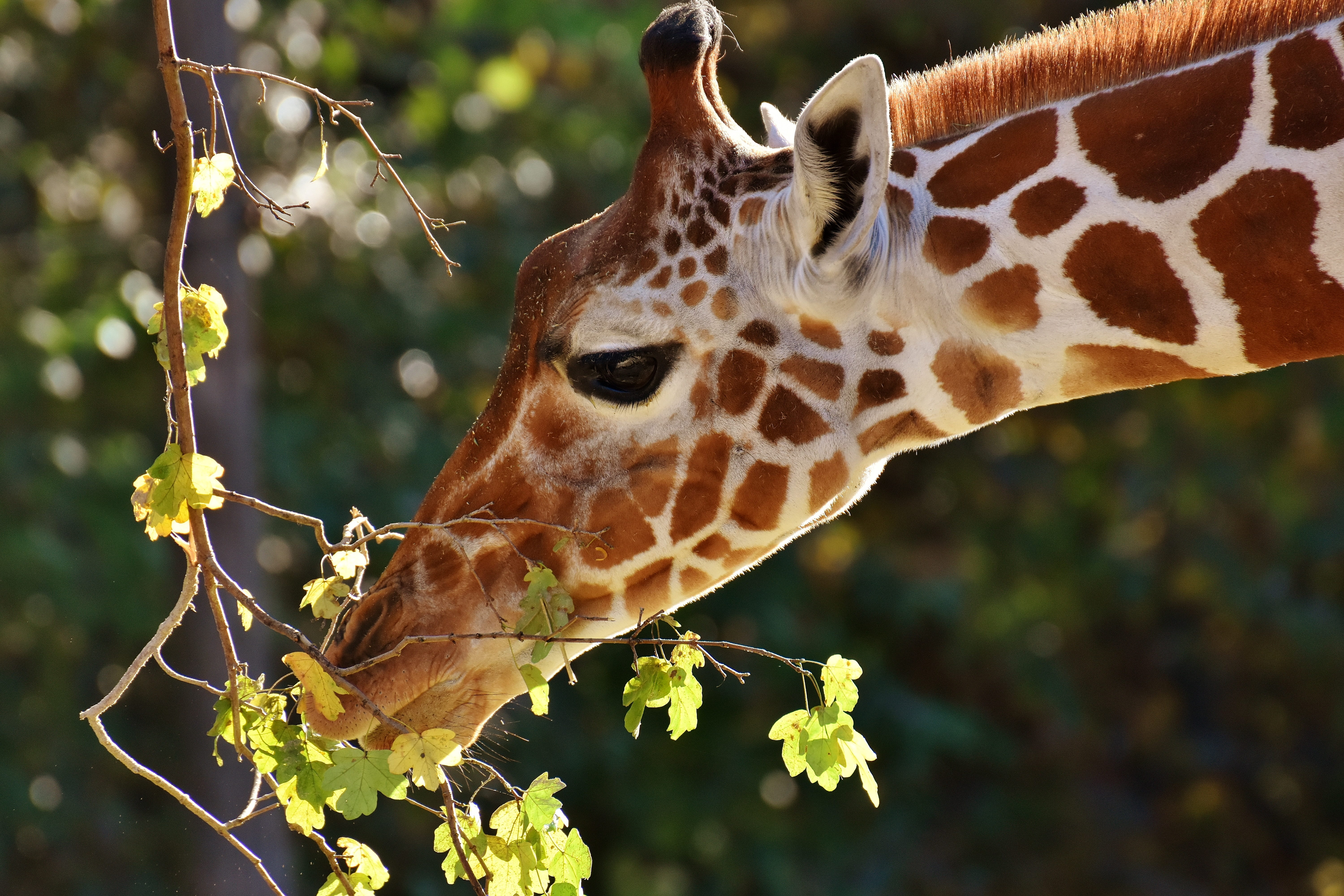 tree, animal markings, giraffe, 5K, munich, animal head, focus on foreground, outdoors, brown, animal wildlife, animals in the wild, day, vertebrate, zoo, HD Wallpaper