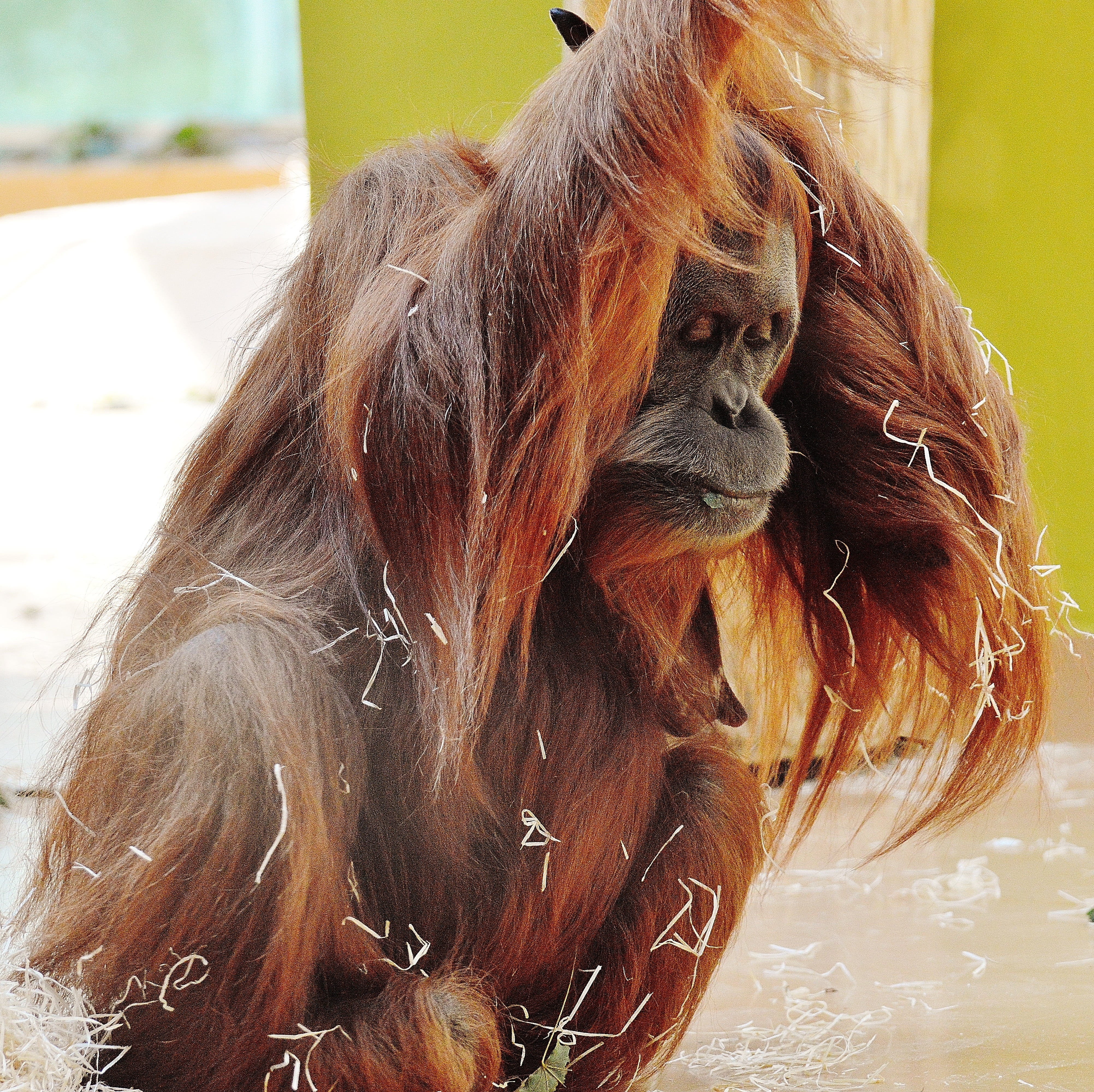 animals in the wild, mammal, animal, 4K, animal hair, furry, hairstyle, vertebrate, monkey, tierpark hellabrunn, animal themes, ape, primate, relaxation, HD Wallpaper