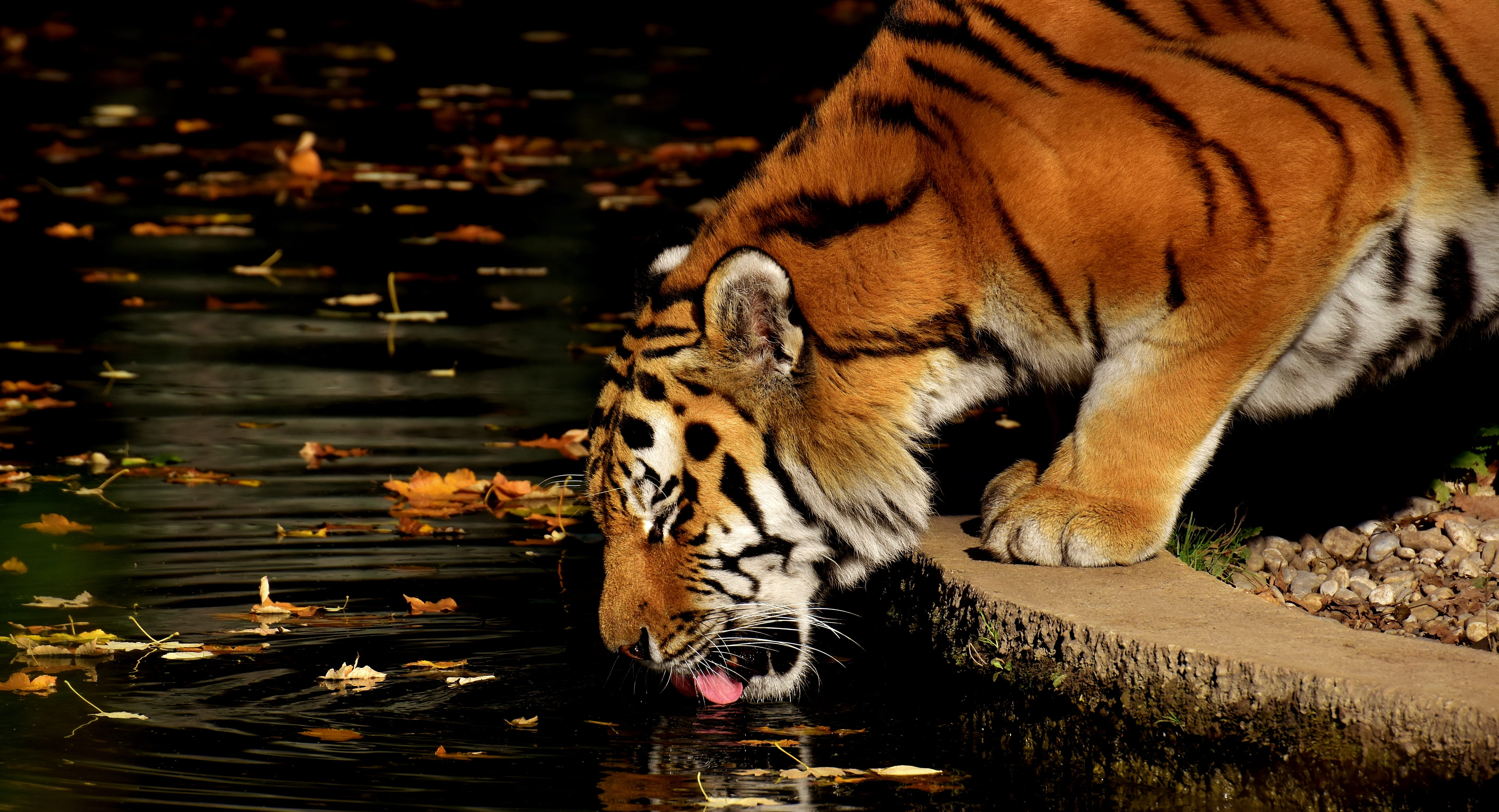 5K, feline, pets, big cat, animals in the wild, pond, drinking, predator, drinks, fur, animal world, beautiful, lake, animal wildlife, no people, outdoors, HD Wallpaper