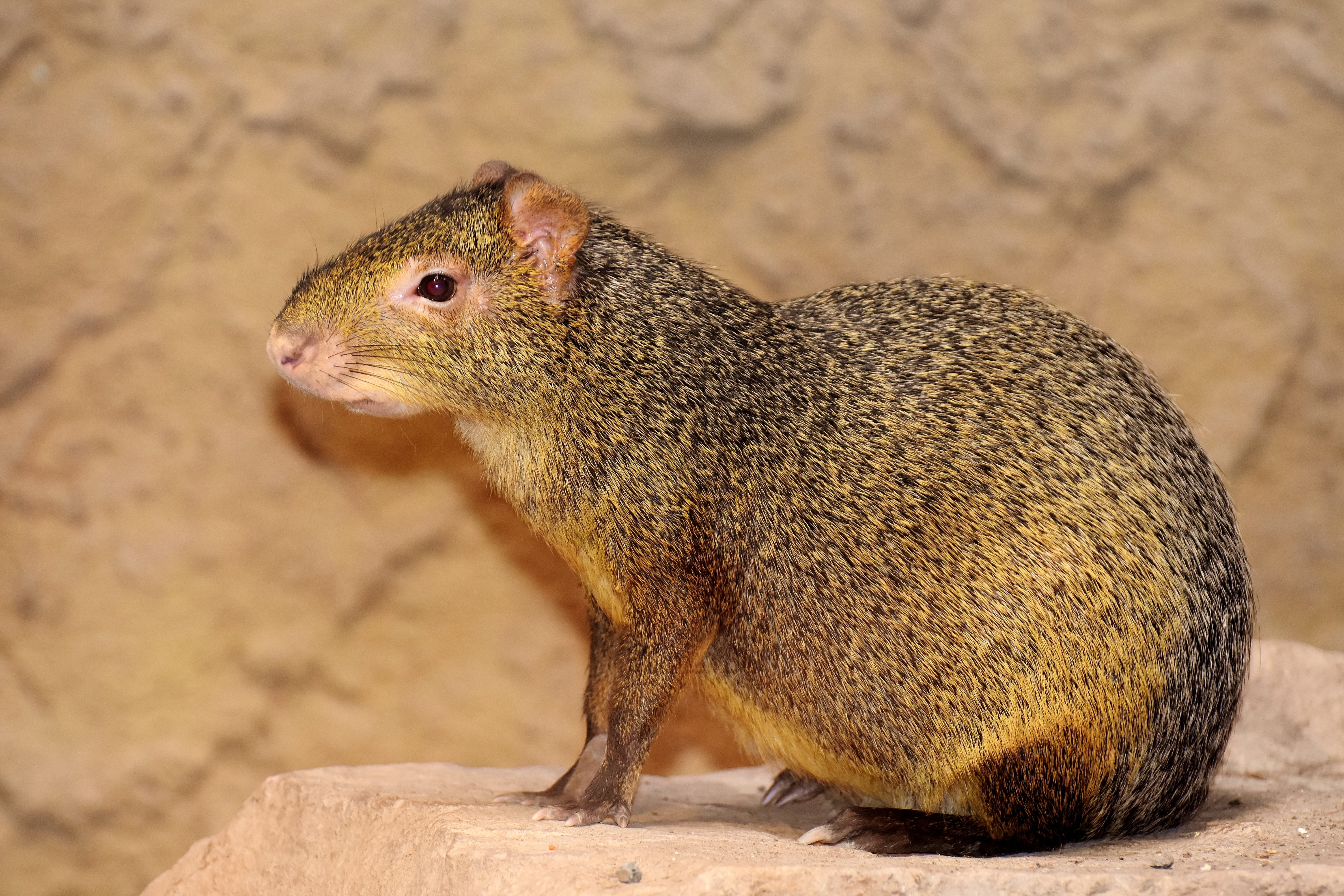 rainforest, no people, side view, azara-aguti, rodent, solid, wild animal, land, profile view, animal world, animals in the wild, animal, day, rock, mammal, HD Wallpaper