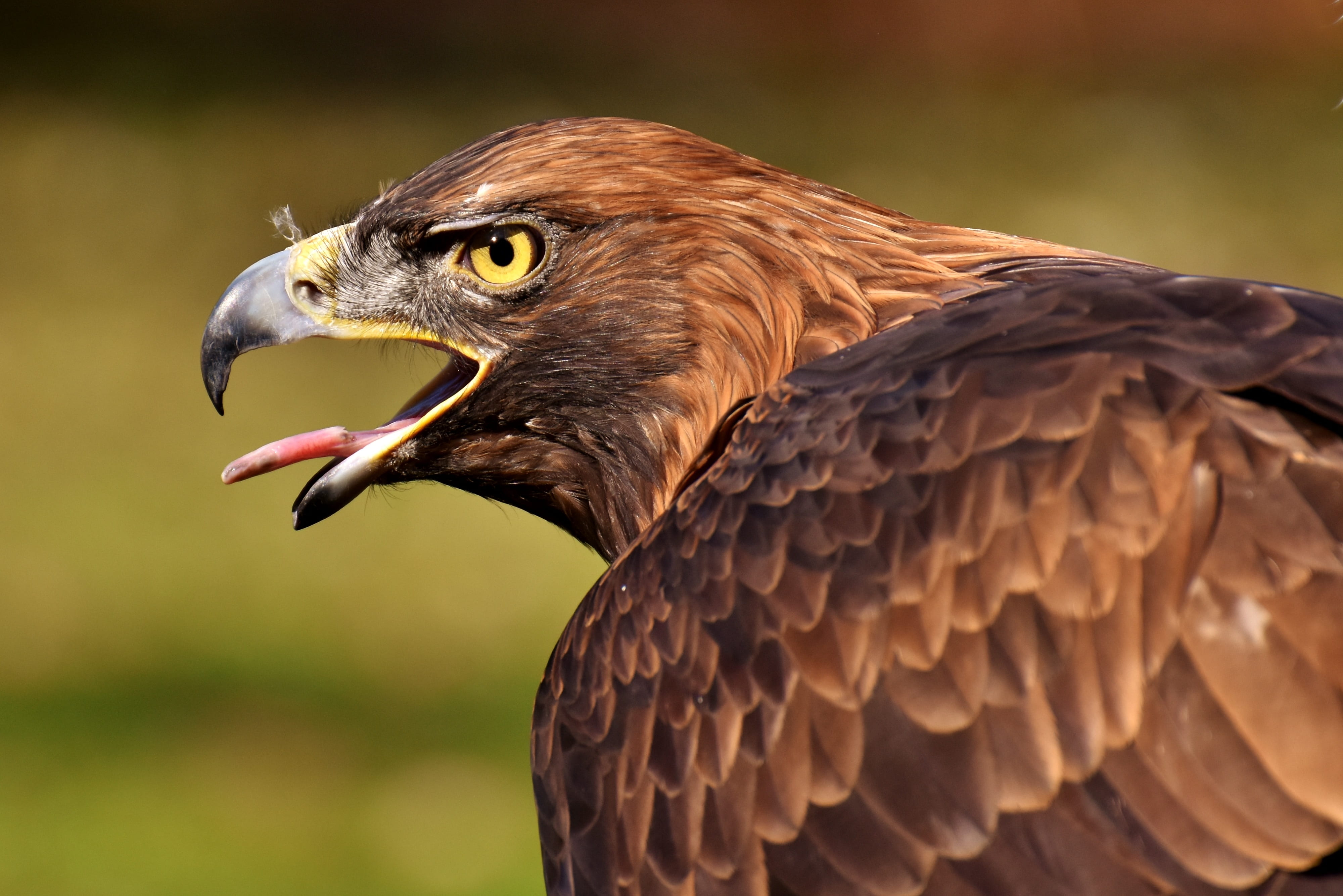 animals in the wild, photography, one animal, no people, selective, raptor, vertebrate, nature, animal body part, falcon - bird, noble, mouth open, animal wildlife, HD Wallpaper