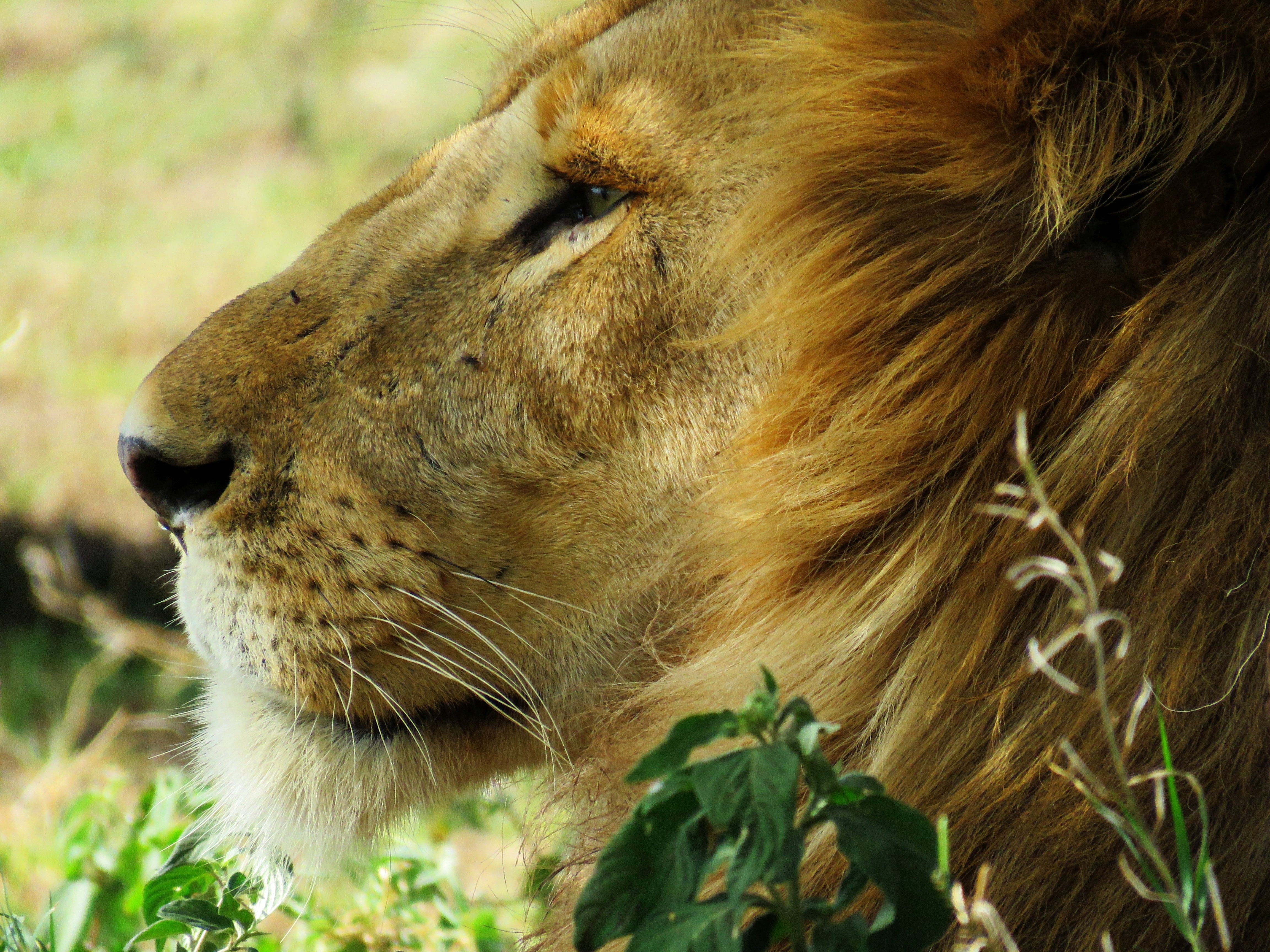 savannah, male, profile view, portrait, animal wildlife, animals In The Wild, photography, nose, focus, undomesticated Cat, animal, fauna, nature, one animal, HD Wallpaper