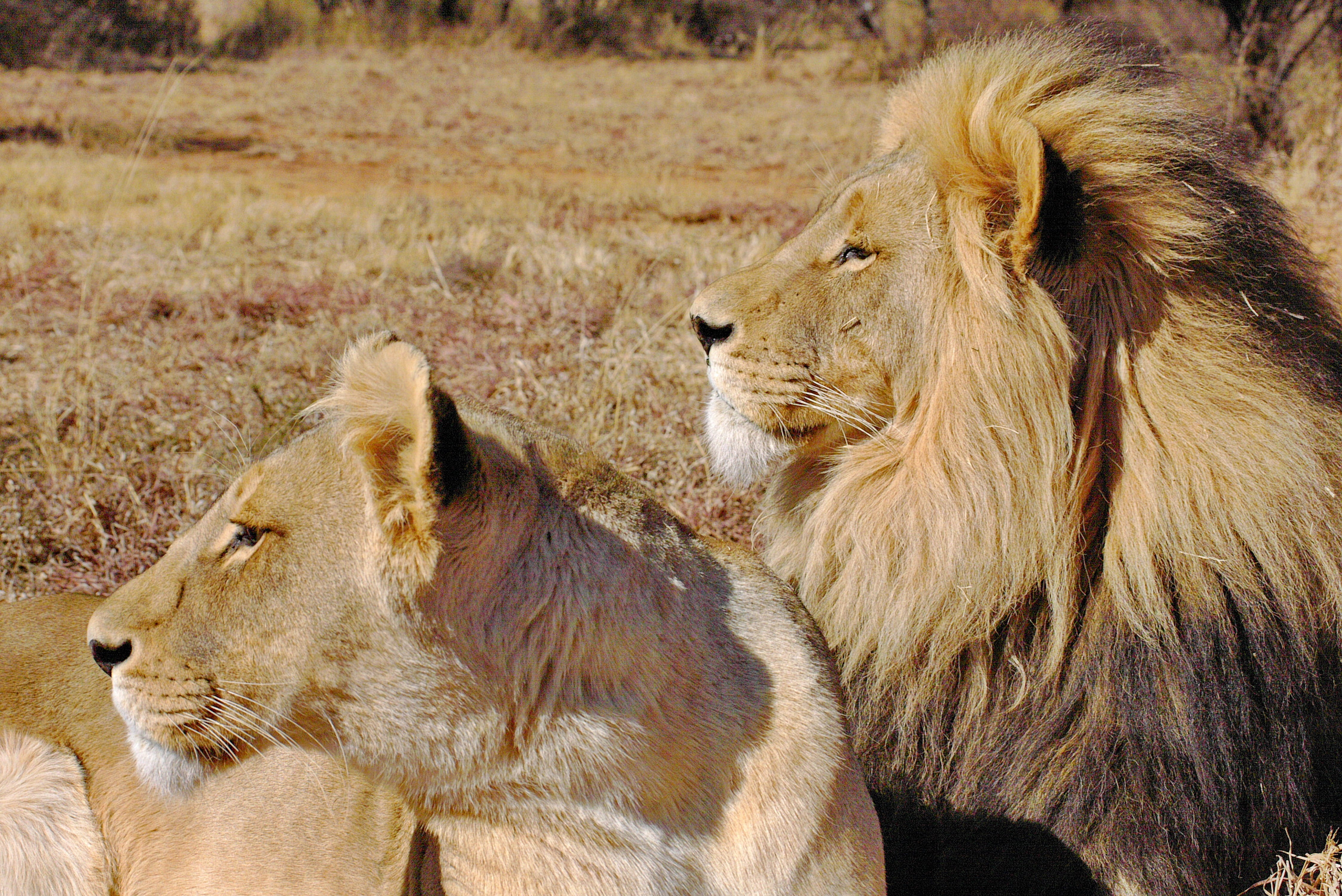 king, undomesticated cat, longing, big cat, beware, lioness, safari, cat couple, nature, pair, animal family, animals in the wild, wild, two animals, wildlife, HD Wallpaper