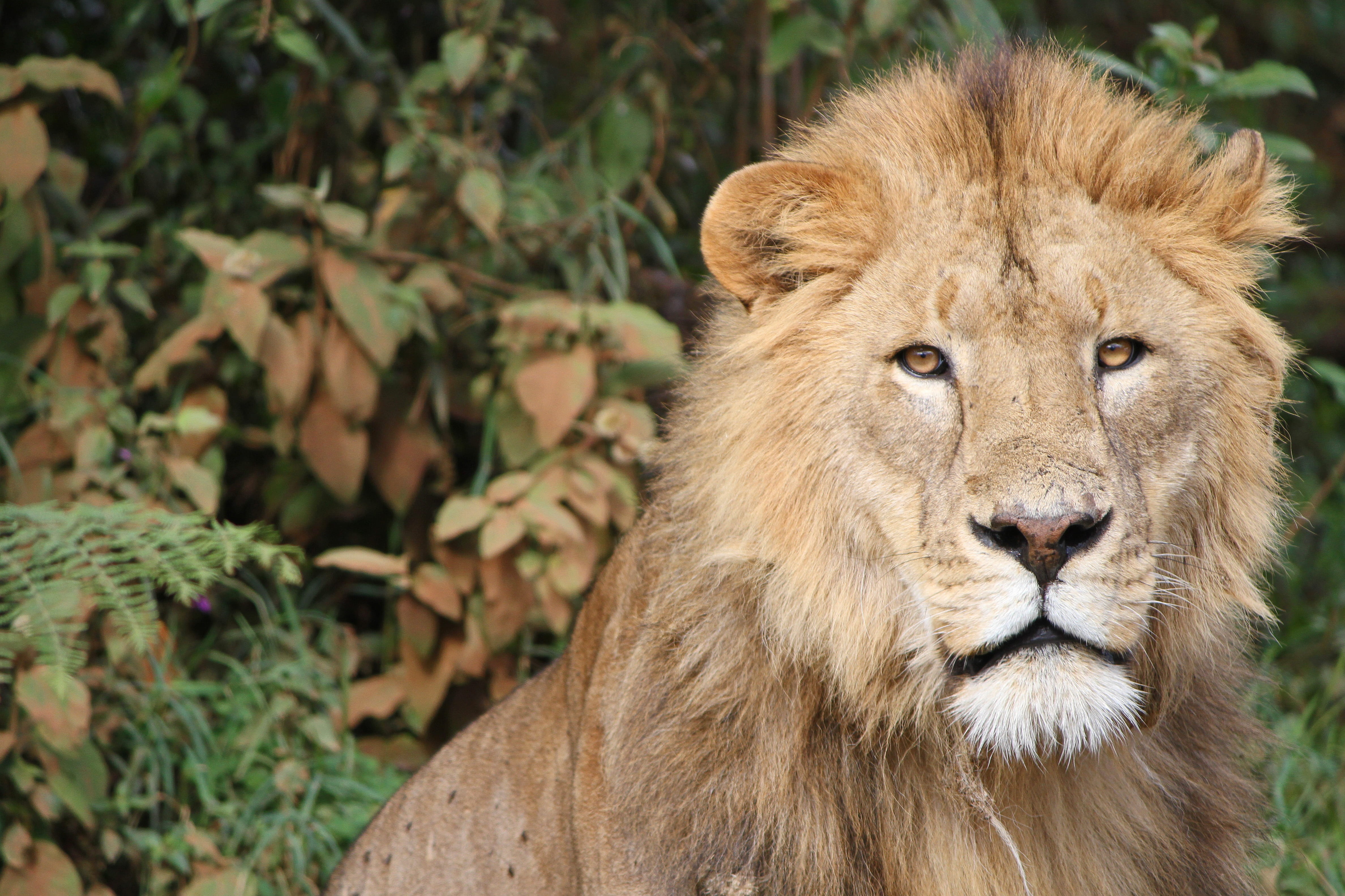 day, nature, 4K, animal, brown, animal head, animal portrait, wild, wildlife wildlife, cat, vertebrate, looking, focus on foreground, close-up, lion, animal wildlife, HD Wallpaper