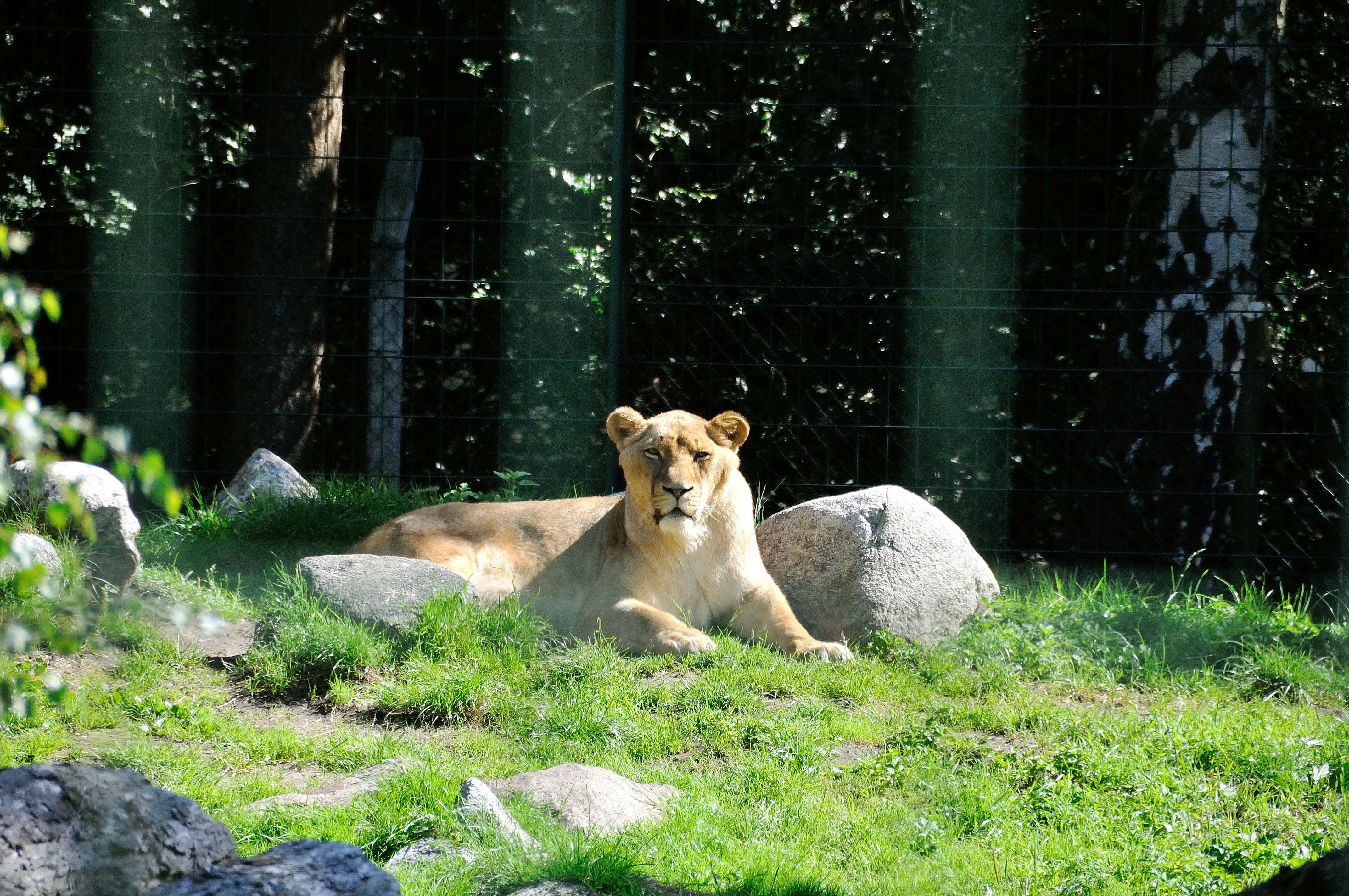 sunlight, day, nature, no people, domestic animals, zoo, tree, plant, livestock, animal, king of the savannah, field, fur, mammal, cat, grass, lion, vertebrate, HD Wallpaper