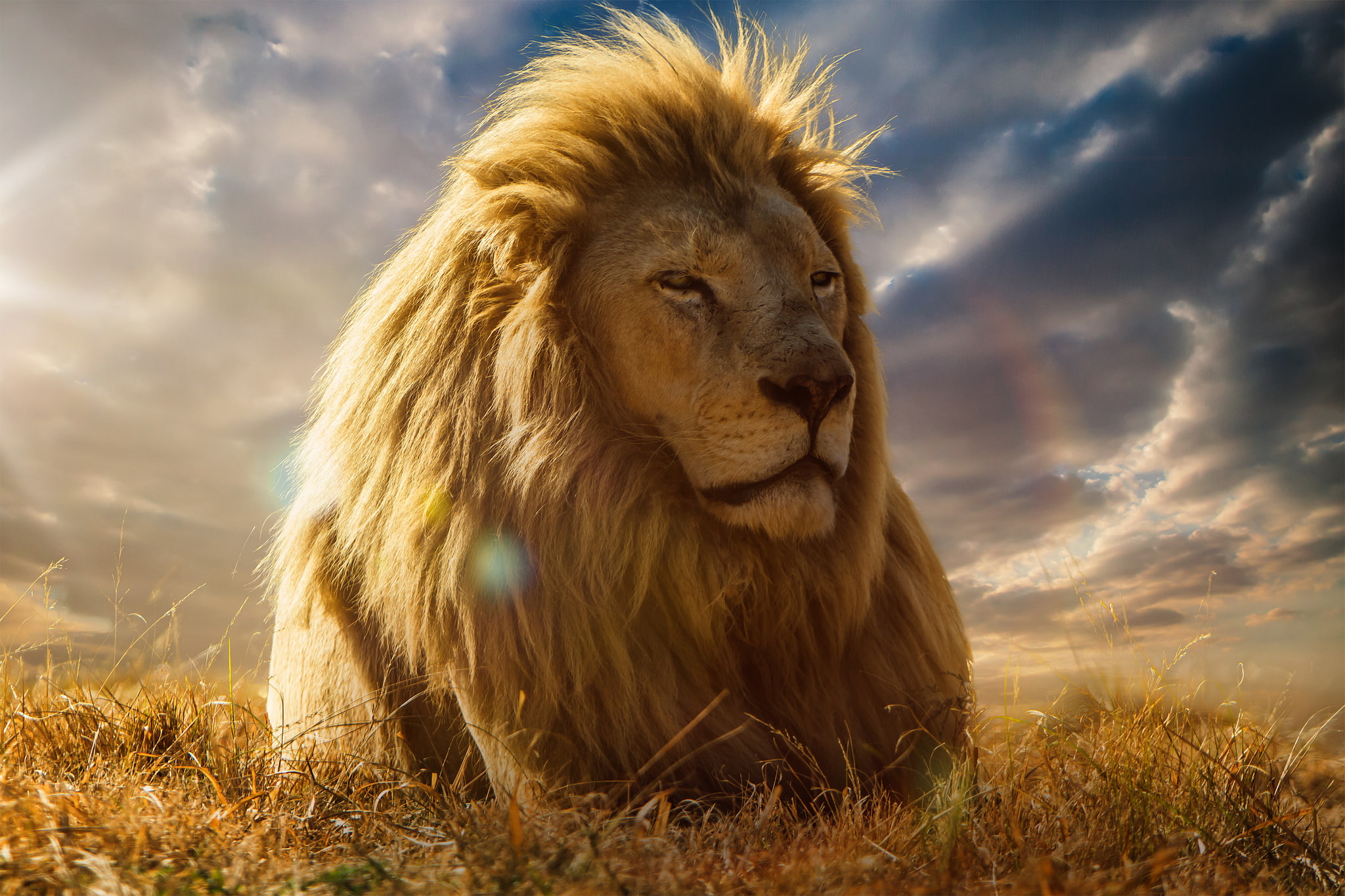 Savannah, Leo, 1080P, mane, the king of beasts, HD Wallpaper