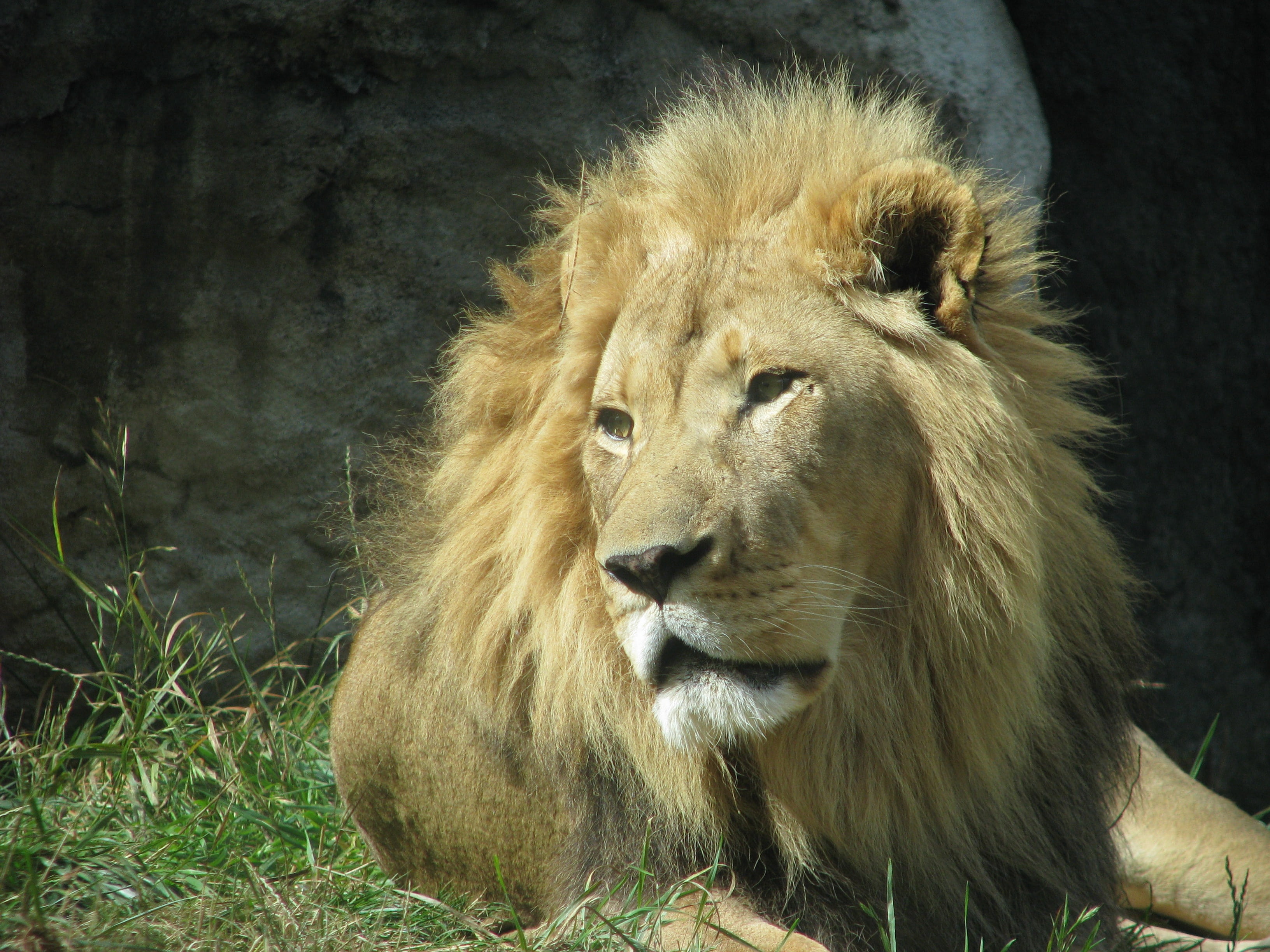 cat, no people, animal head, feline, relaxation, field, lion, savannah, mammal, zoo, shade, resting, big Cat, african, king, outdoors, animal, day, land, HD Wallpaper