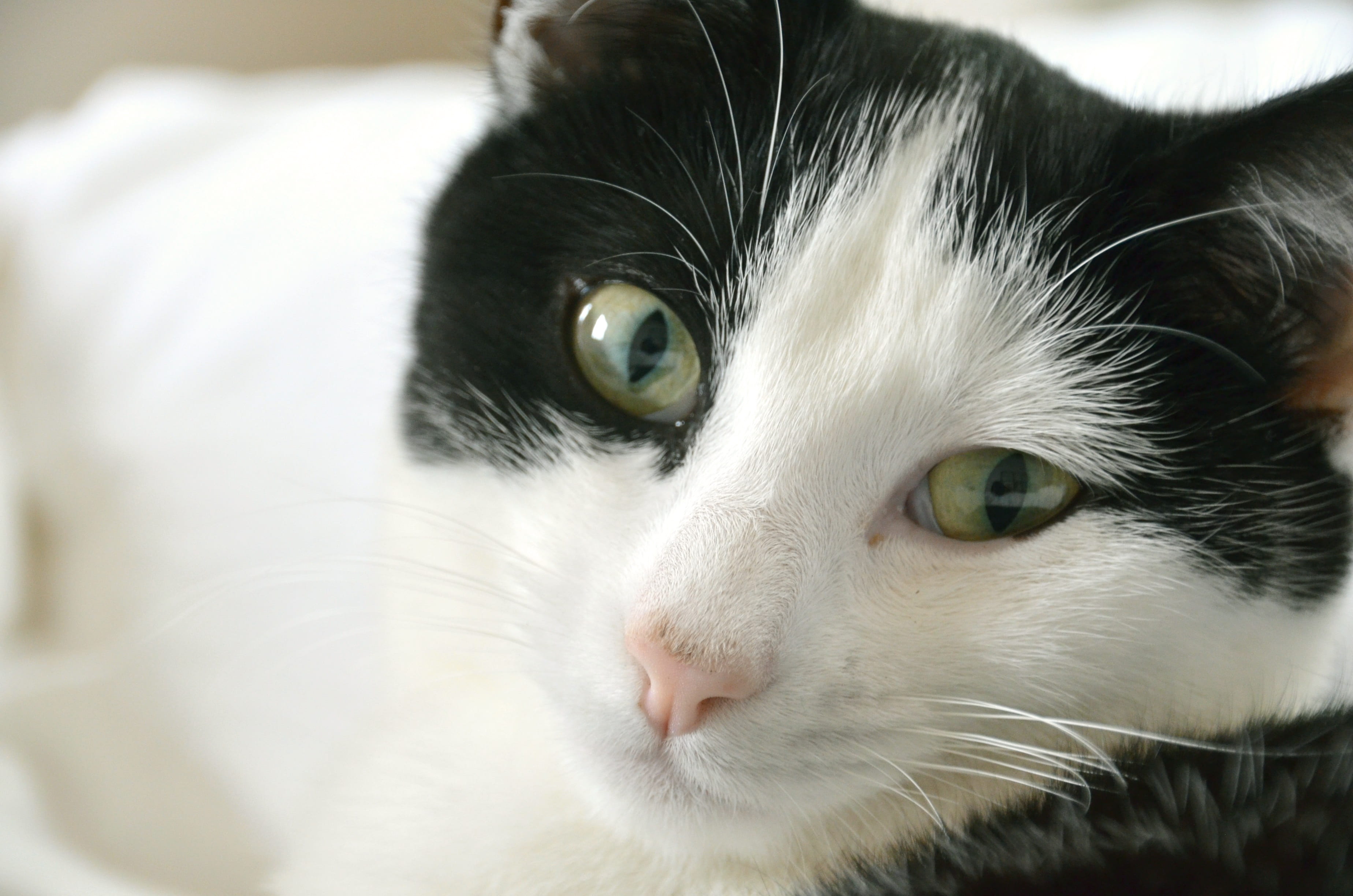 paw, white color, looking at camera, relax, cats eyes, snout, black and white cat, mammal, vertebrate, pets, pet, eye, 2K, concerns, watch, sleep, no people, HD Wallpaper