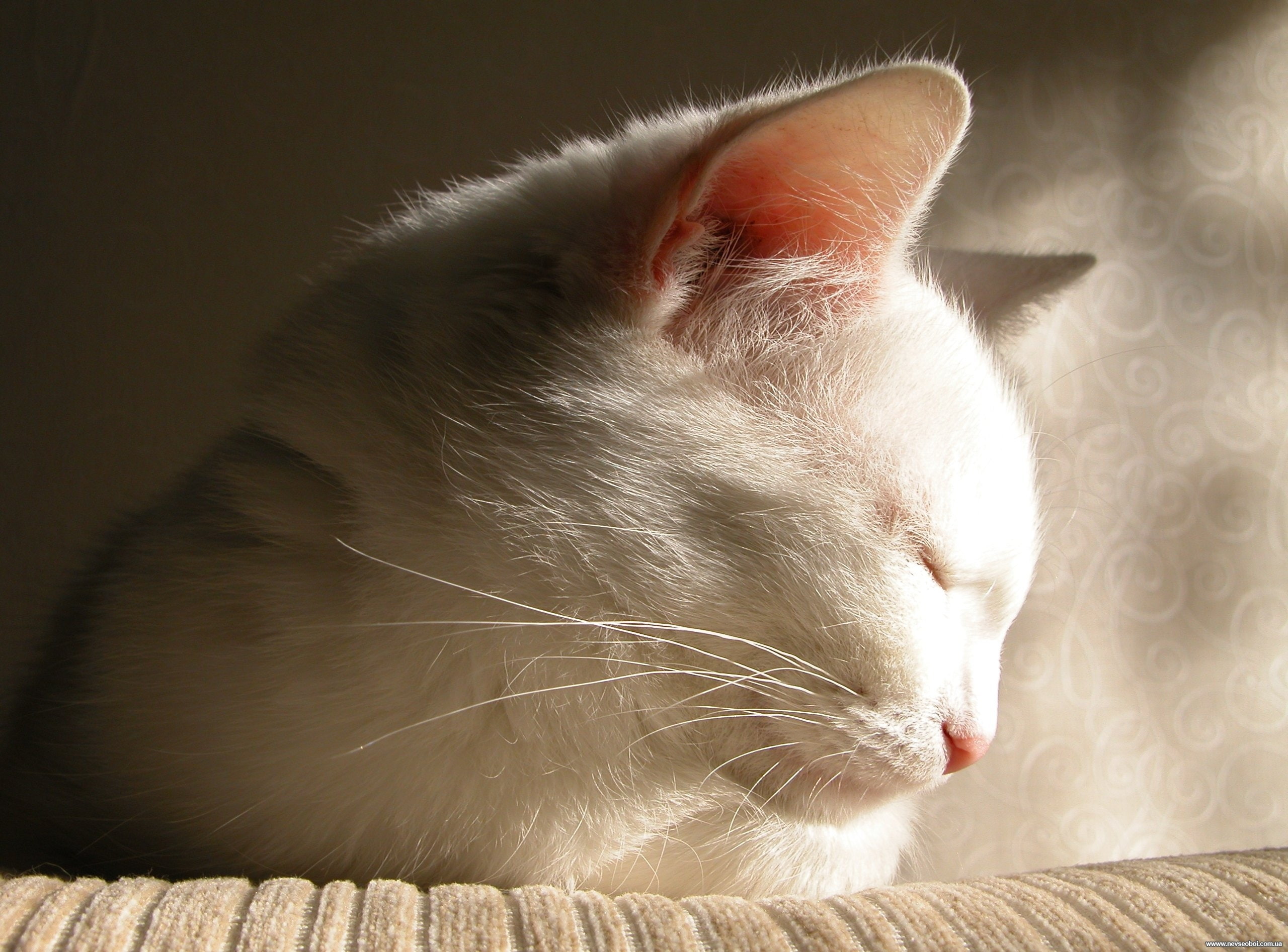 white, cat, 2K, the beauty, falls asleep, HD Wallpaper