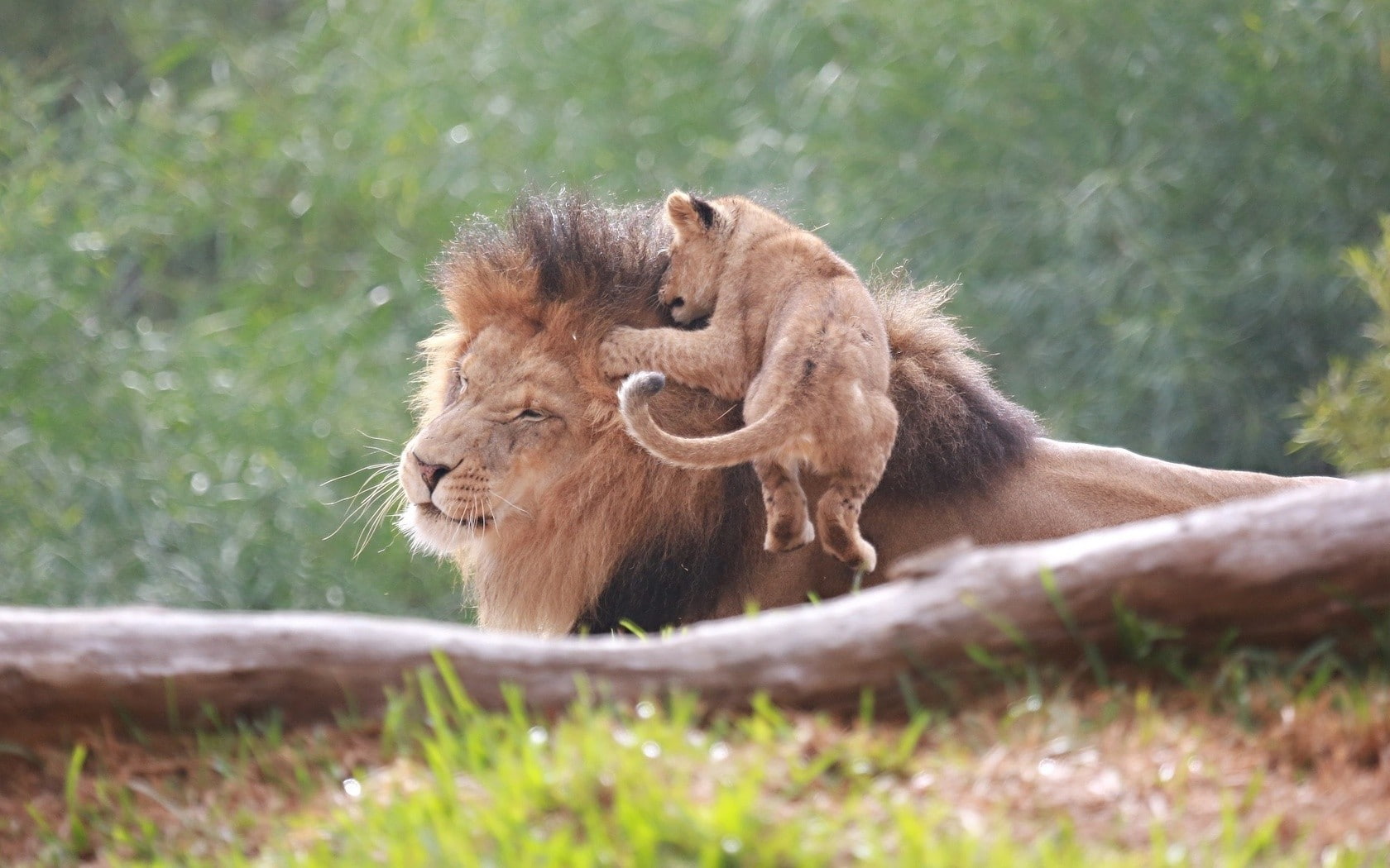 animals, lion, 720P, baby animals, HD Wallpaper