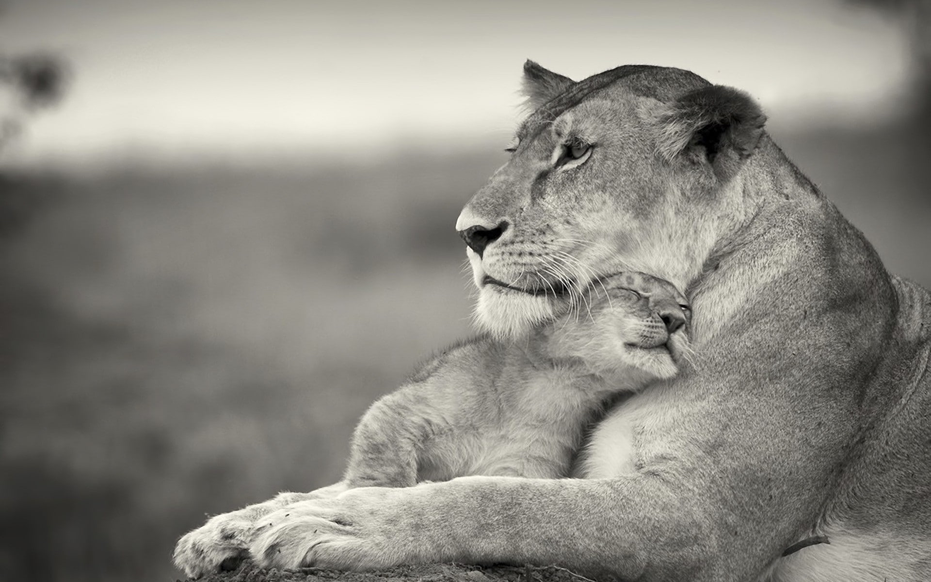baby animals, monochrome, 1080P, animals, lion, HD Wallpaper