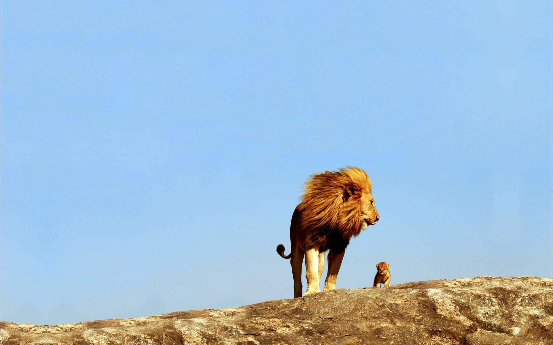 baby animals, lion, animals, 1080P, HD Wallpaper