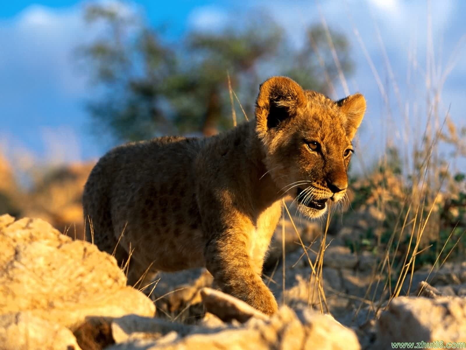 carnivora, nature, sunlight, selective focus, cub, feline, cat, animal wildlife, no people, vertebrate, lion, day, lion - feline, animals, animals in the wild, HD Wallpaper