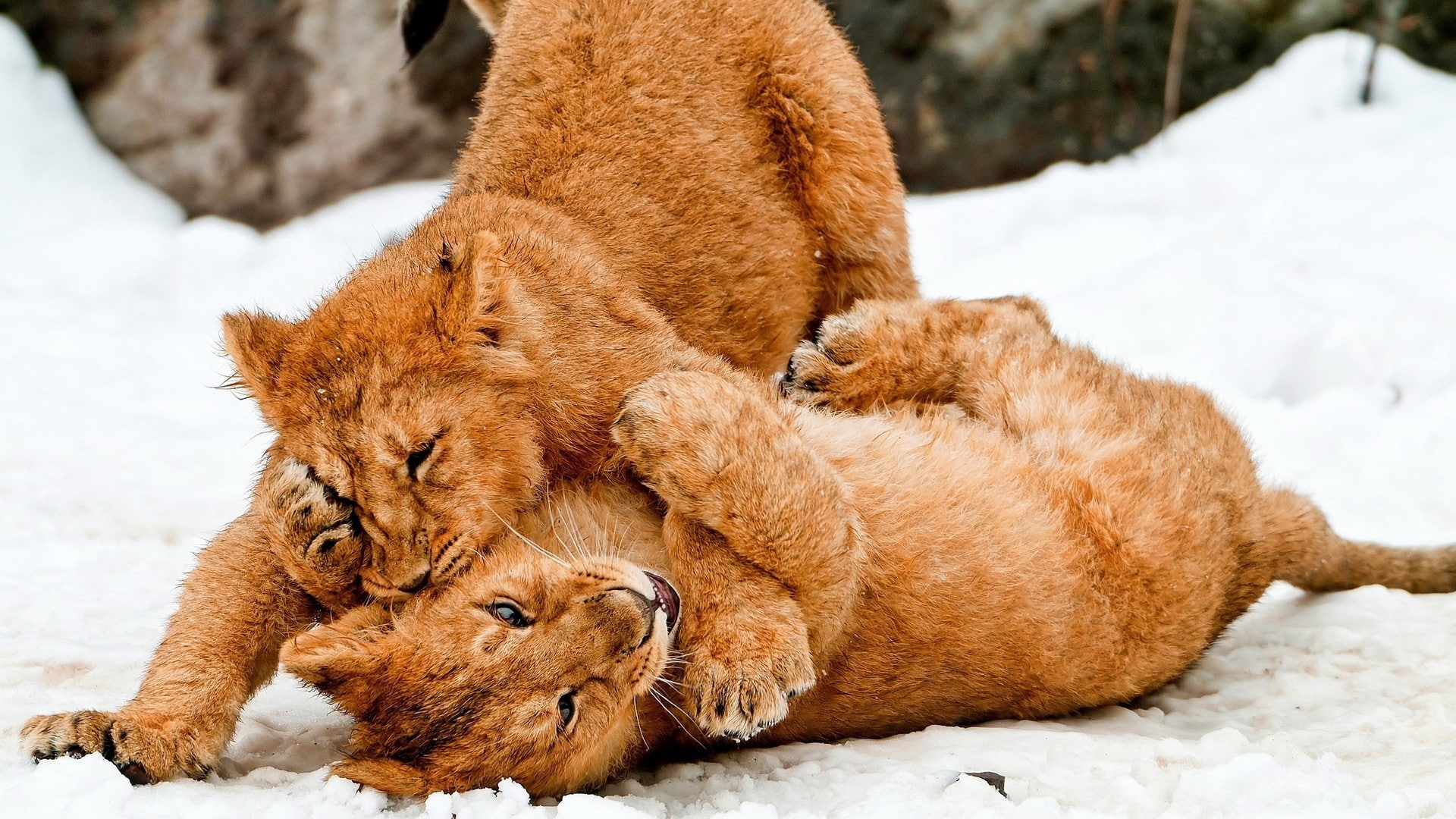 baby animals, animal themes, lying down, feline, female animal, domestic animals, group of animals, young animal, cute, two animals, togetherness, cat, HD Wallpaper