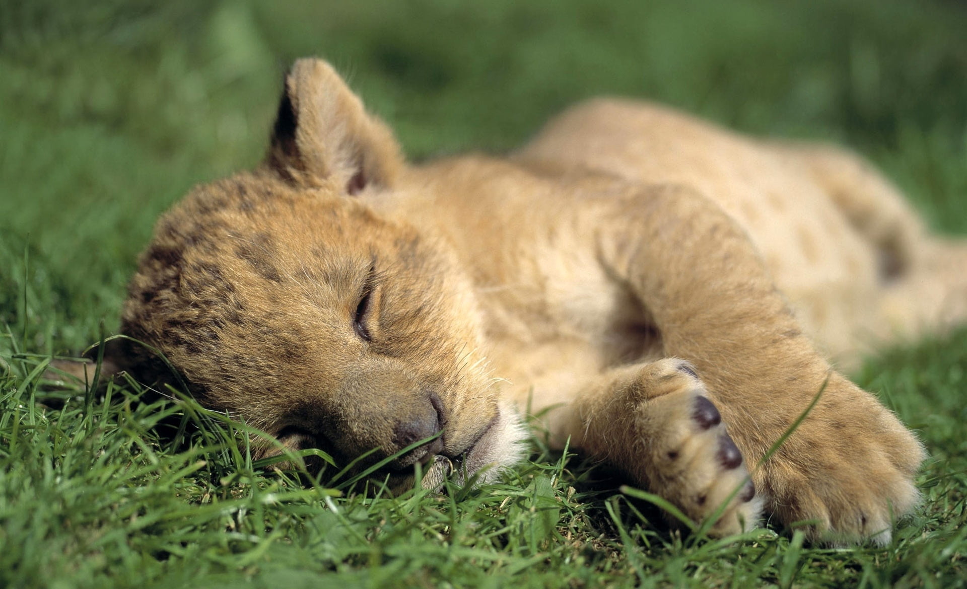 relaxation, two animals, animal themes, resting, nature, sleep, vertebrate, baby, plant, mammal, brown, looking, lion, close-up, fur, no people, summer, HD Wallpaper
