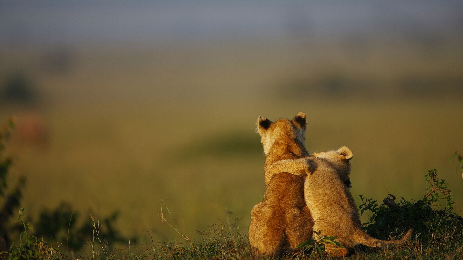 nature, 1080P, animals, lion, baby animals, hugging, HD Wallpaper