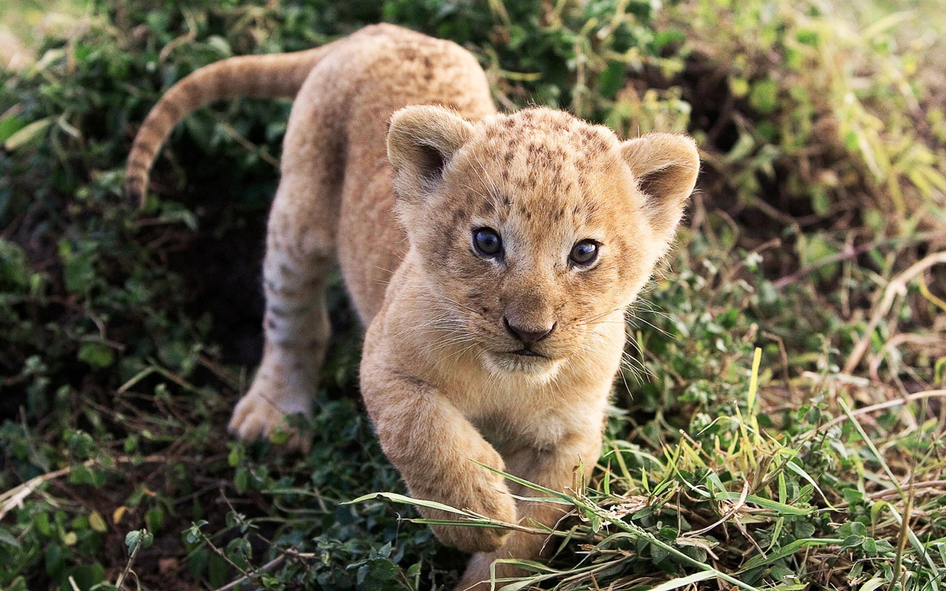 animals, baby animals, lion, 1080P, HD Wallpaper