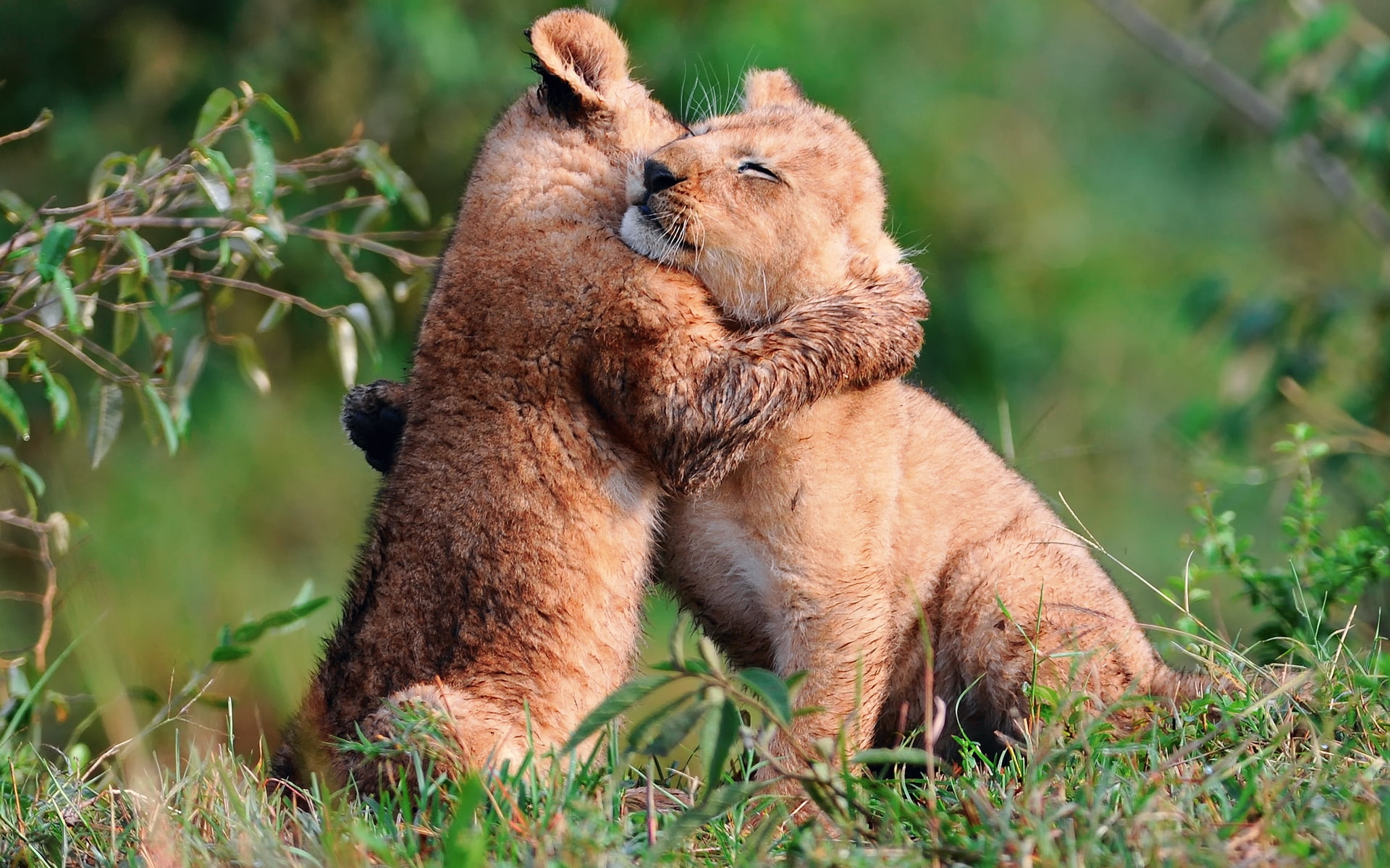 baby, love, 1080P, hug, lions, cubs, HD Wallpaper