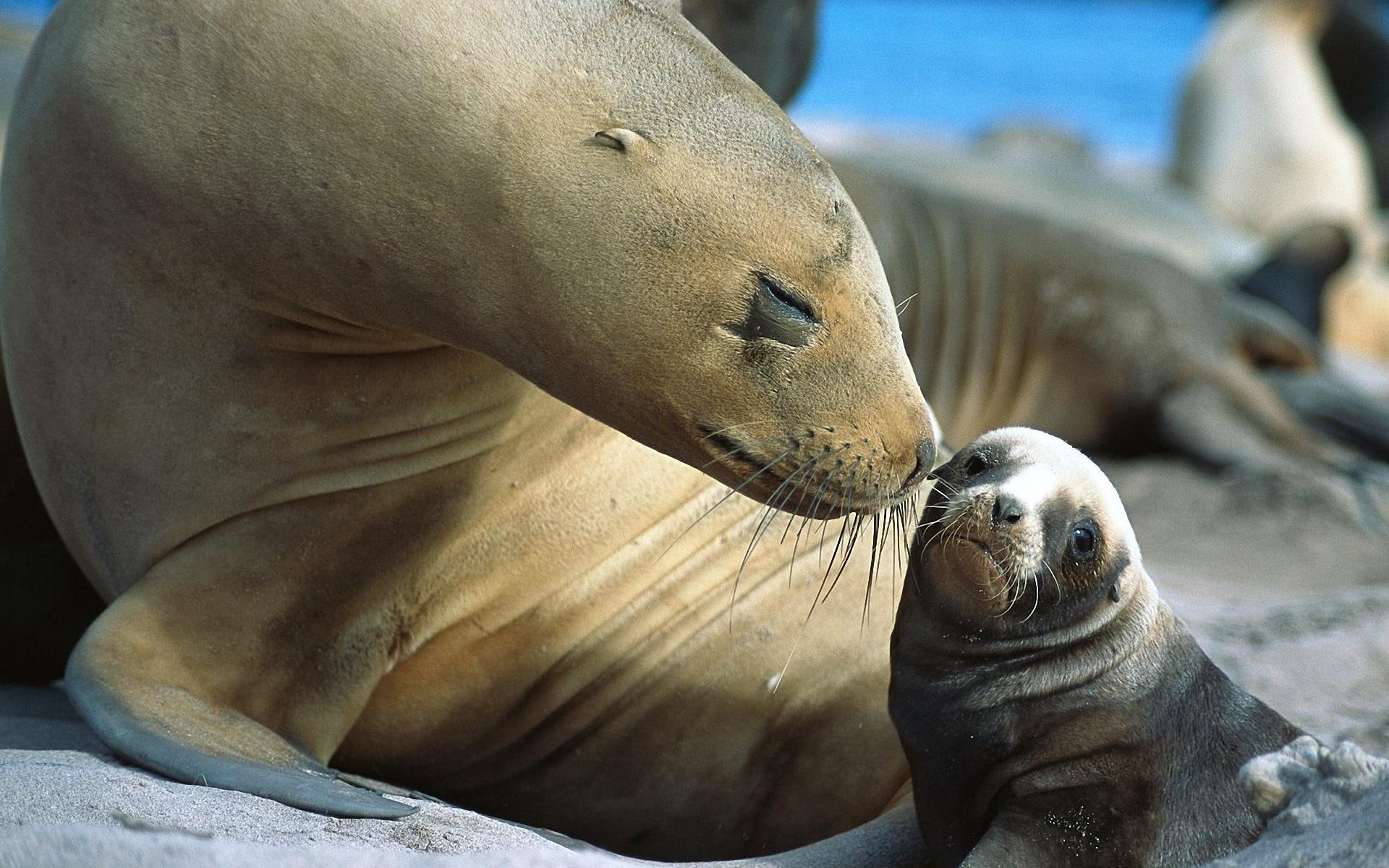 sea, lion, 1080P, sea lion, love, animals, babie, HD Wallpaper