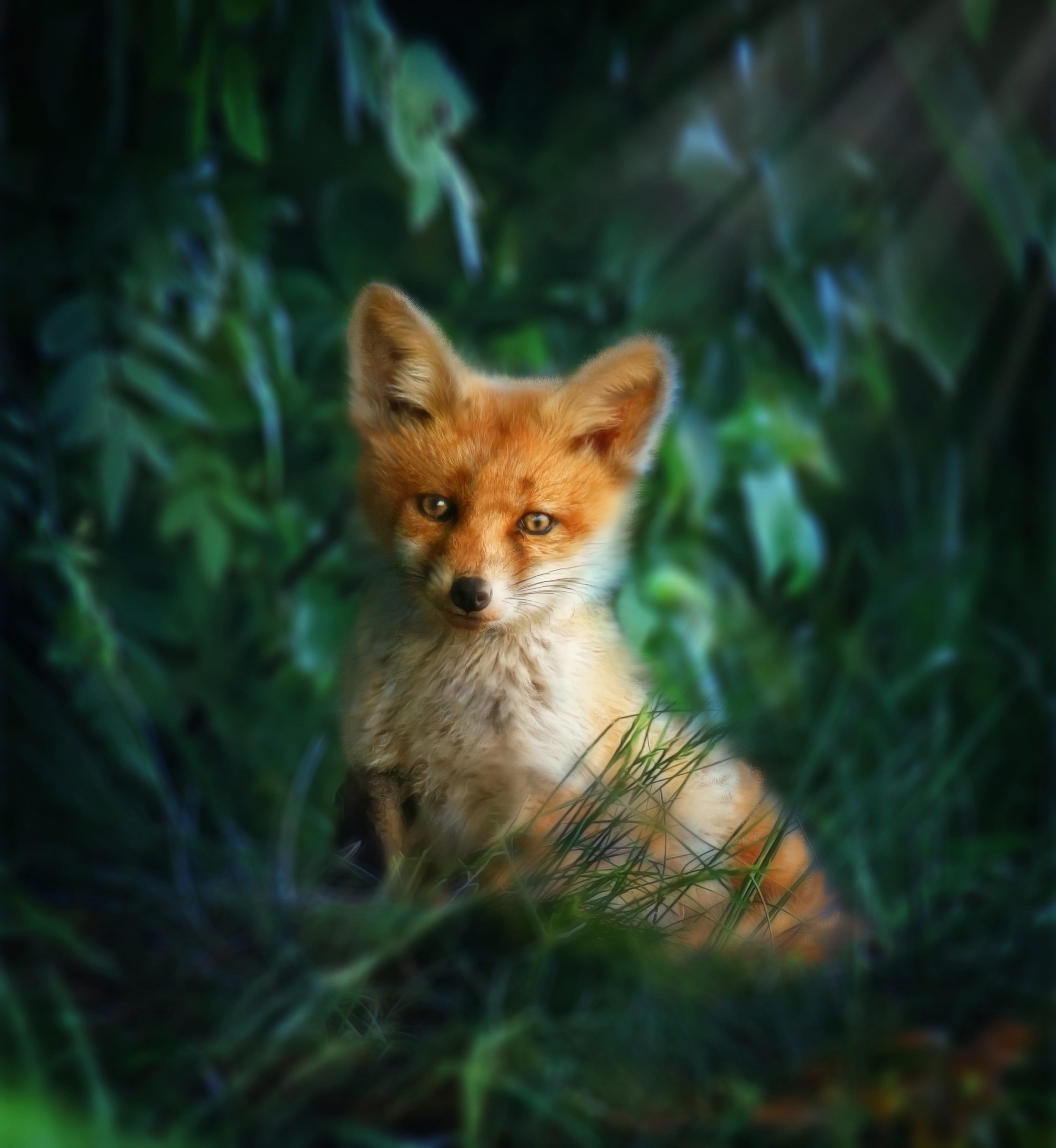 vertebrate, selective focus, wild beast, fur, animal wildlife, animal, sitting, nature, land, mammal, redhead, predator, grass, pets, day, 4K, forest, Phone HD Wallpaper