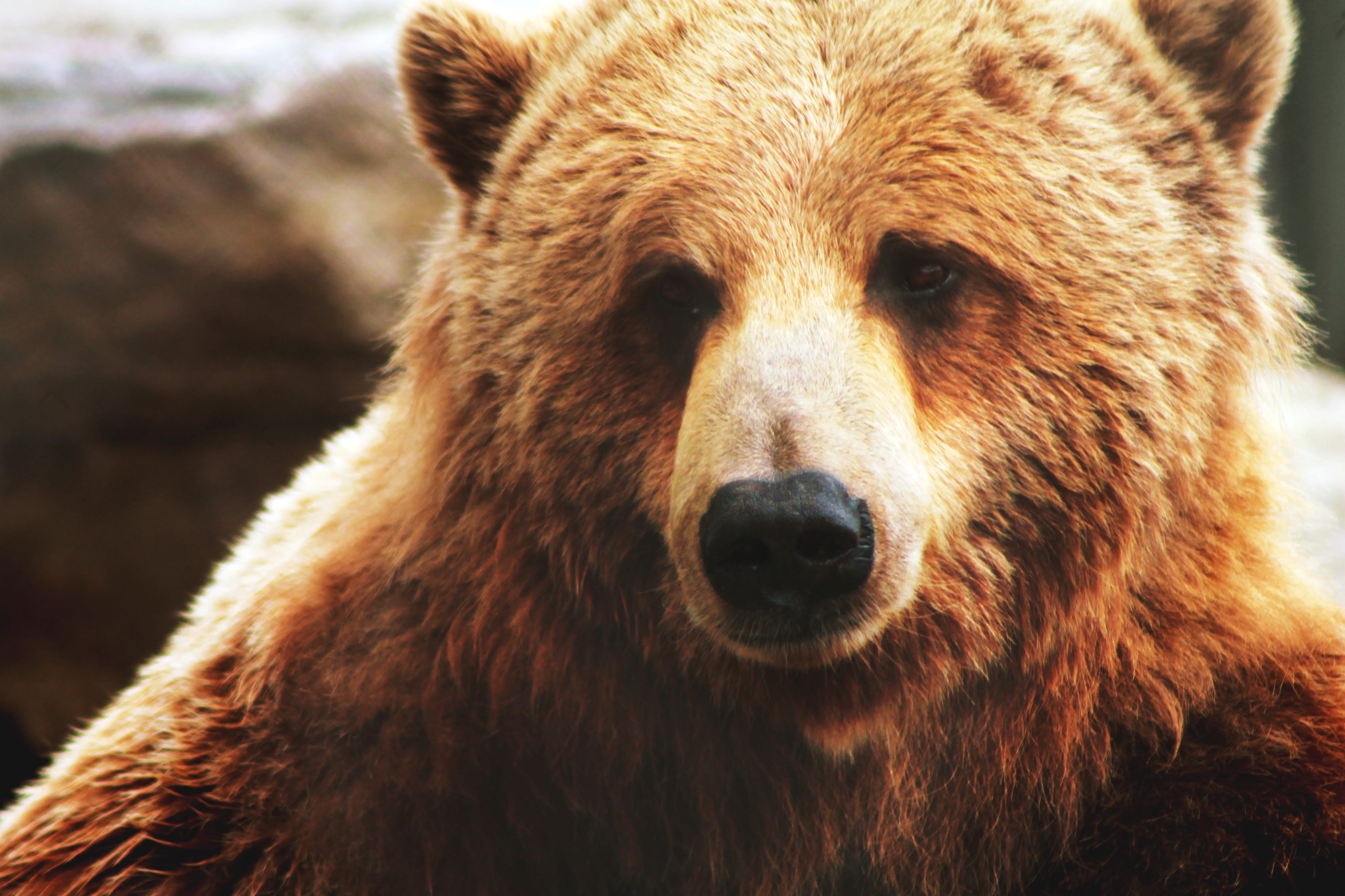 animal wildlife, vertebrate, beast, animals in the wild, animal themes, mammal, day, animals, animal body part, animal eye, close-up, one animal, animal head, HD Wallpaper