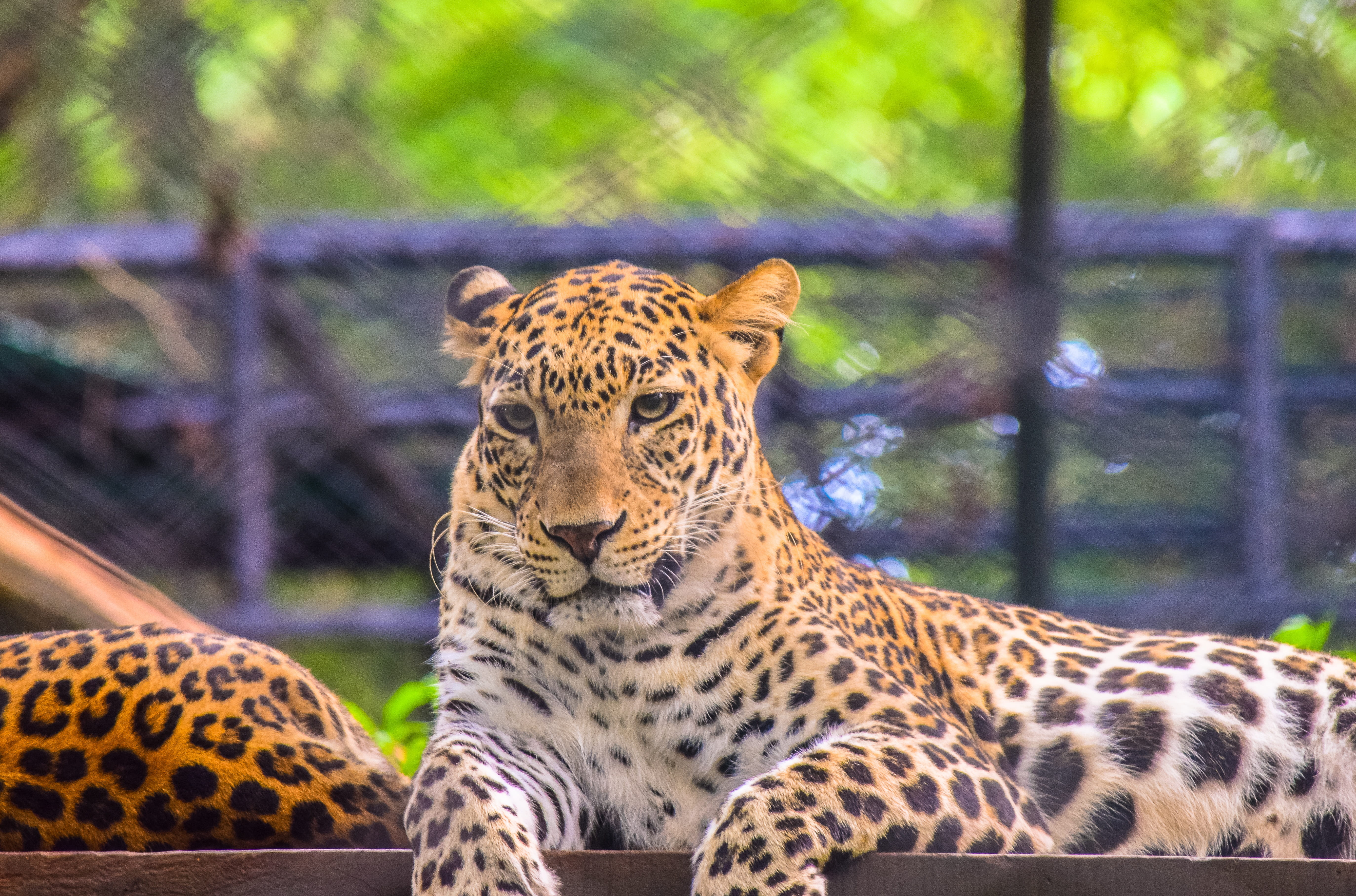 mammal, whisker, wild, animal themes, one animal, outdoors, animals in the wild, animal markings, big cat, animal, carnivora, nature, cat, feline, wildlife, HD Wallpaper