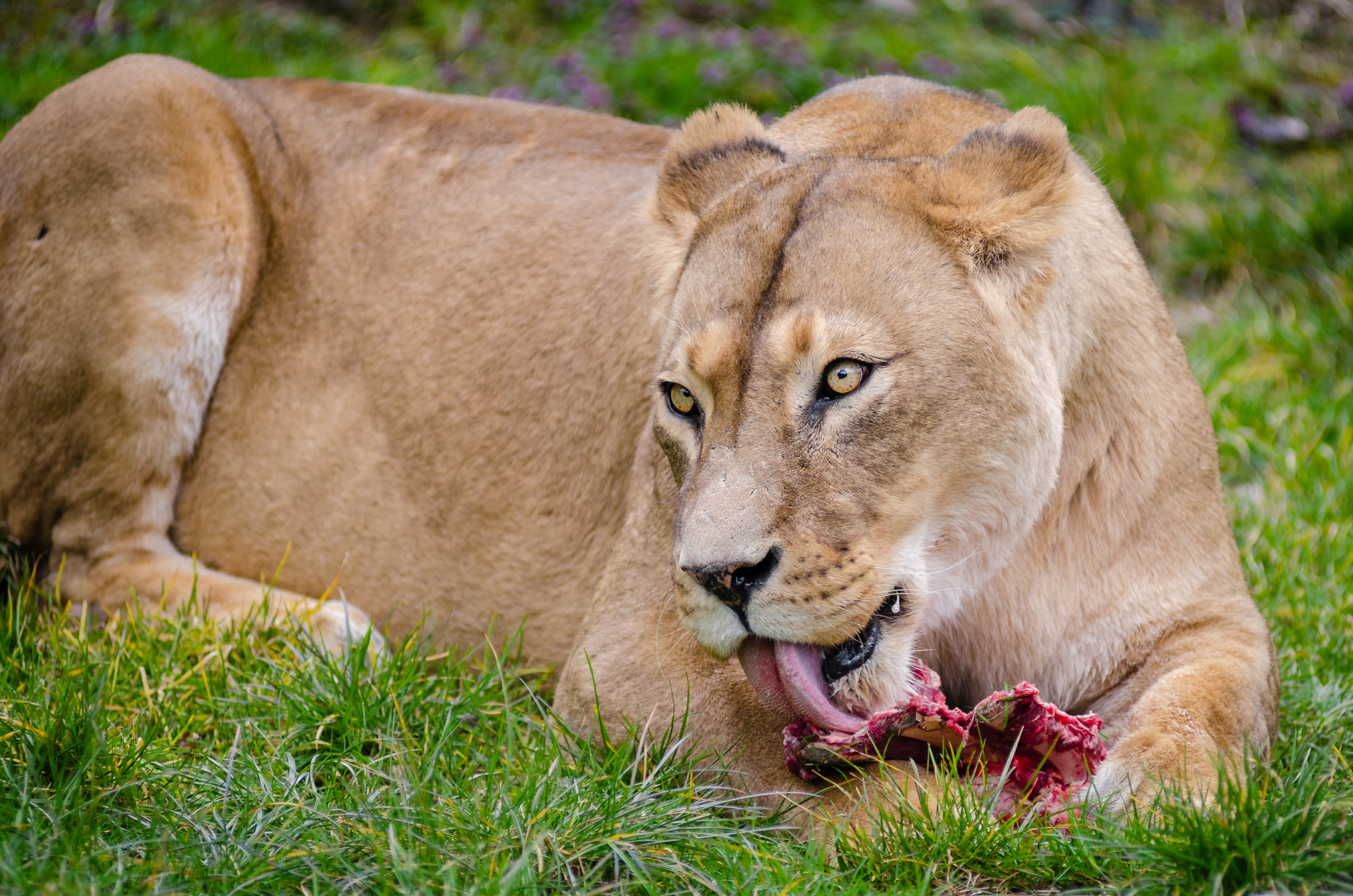mouth, felidae, licking, predator, close-up, cat, no people, animal themes, grass, mouth open, safari, wilderness, animal, animal body part, fur, undomesticated cat, HD Wallpaper