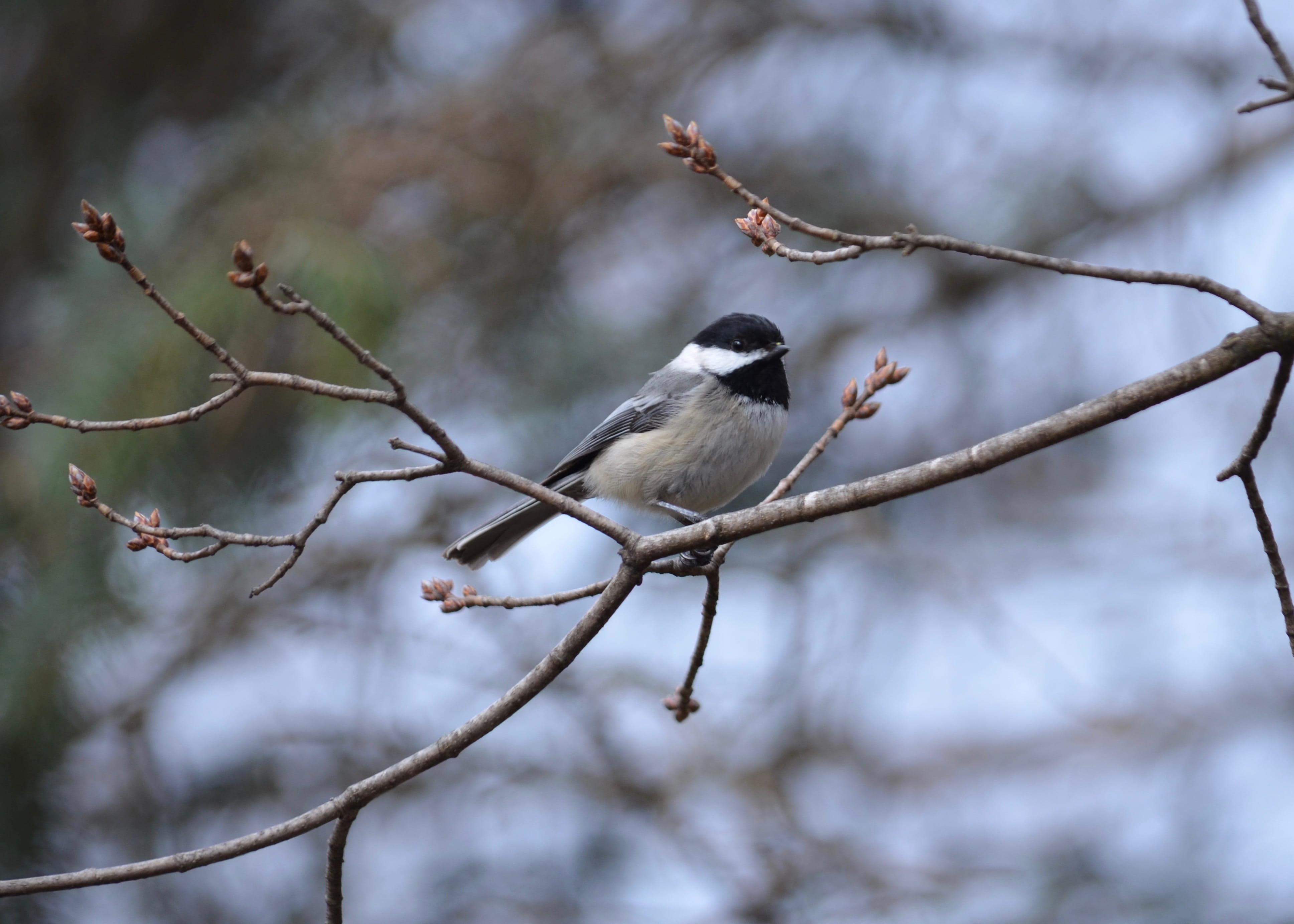 animal themes, beauty in nature, perching, animal, bird, outside, animals in the wild, ornithology, outdoors, day, branch, vertebrate, plant, white, cold temperature, HD Wallpaper