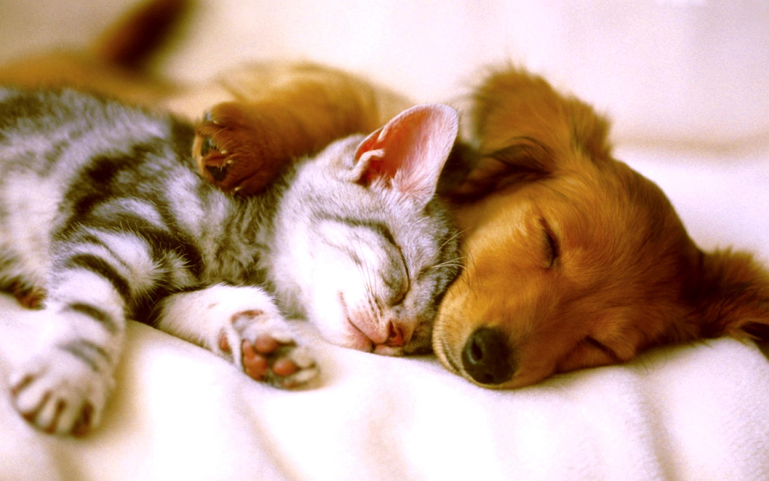 friends, sleep, sleeping, cuddly, animals, 2K, HD Wallpaper