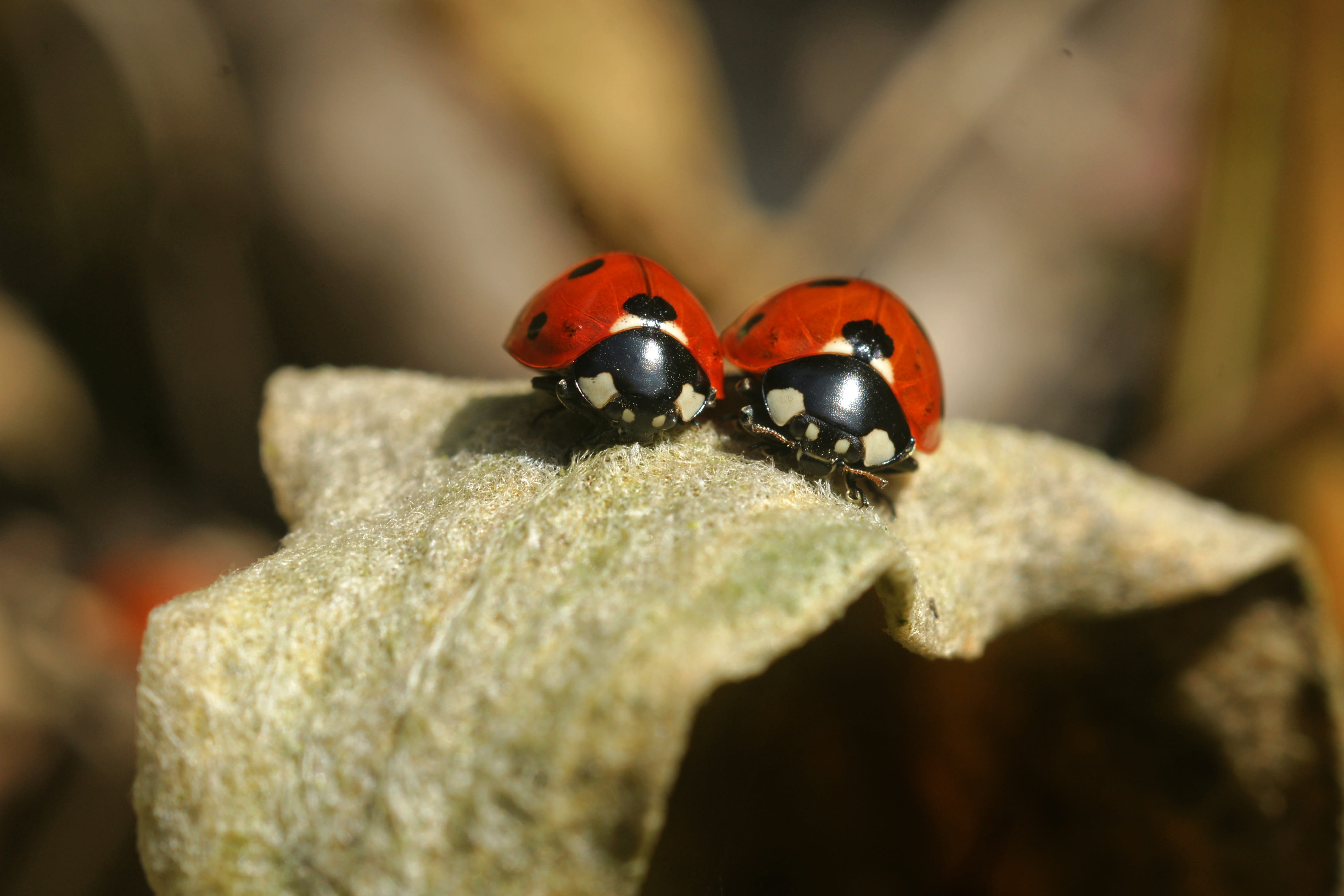 brother, two, holding, closeup, bug, wildlife, focus on foreground, company, animals in the wild, funny, rock - object, photography, cute, day, romantic, HD Wallpaper