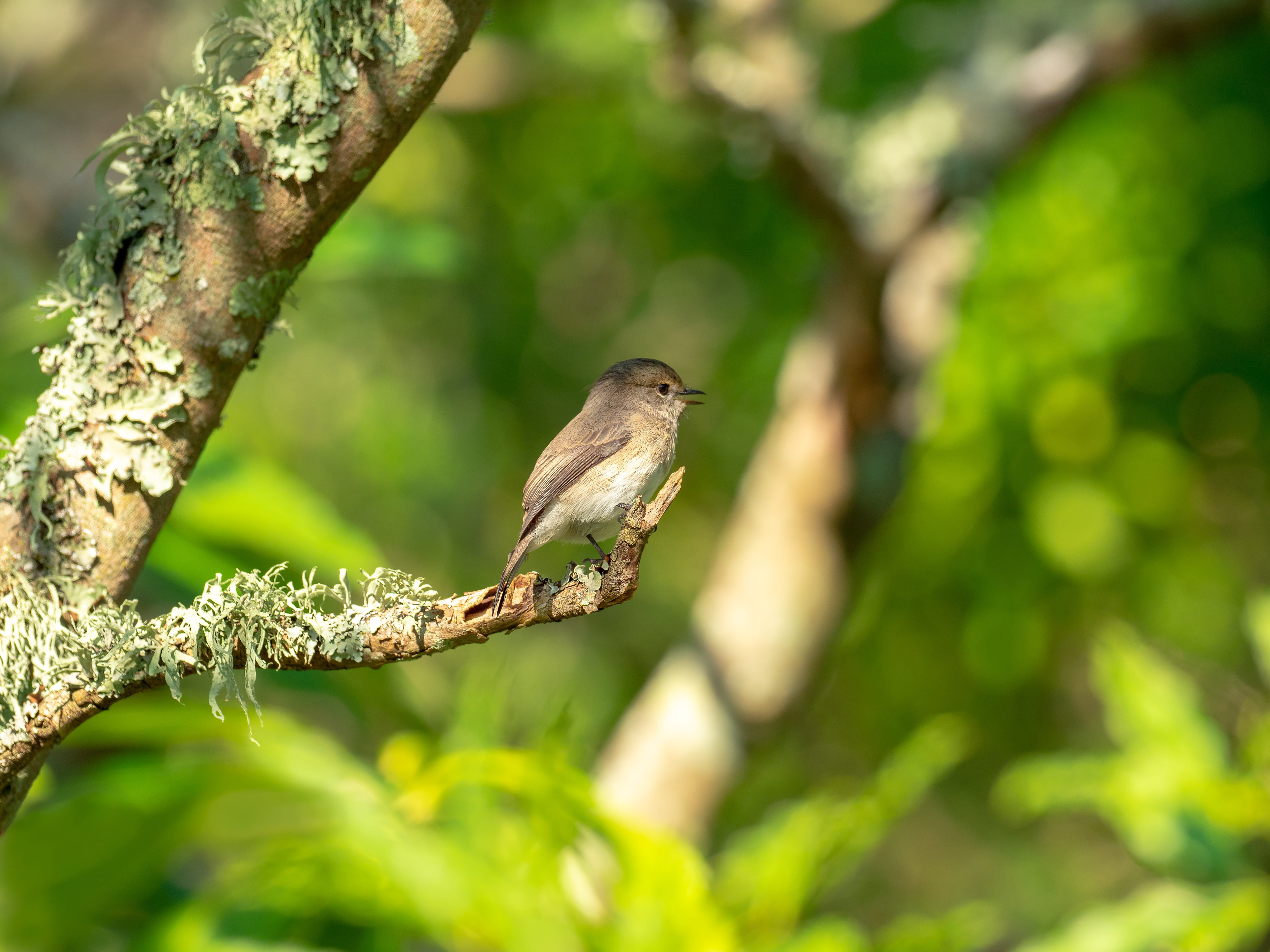 outdoors, feathers, green, day, garden, selective focus, animal wildlife, vertebrate, one animal, perching, wing, flycatcher, animal, wild, bird, fauna, HD Wallpaper