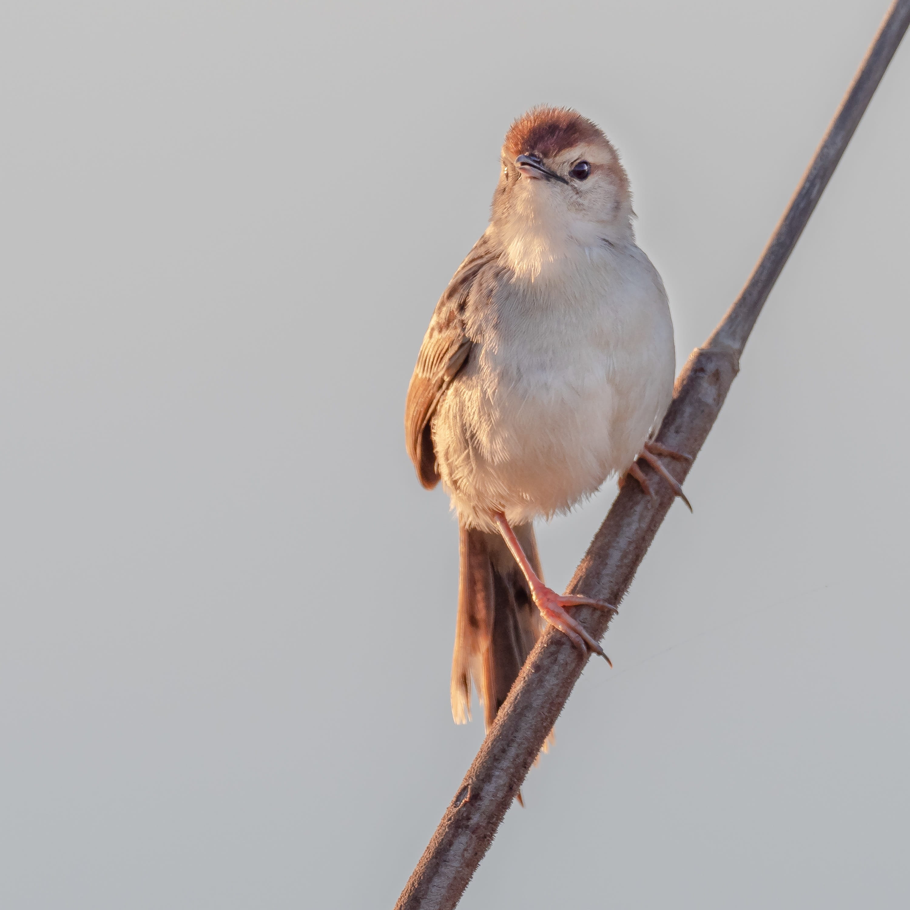 feather, no people, beak, low angle view, garden, animal, brown, day, robin, wild, bird, lesser swamp warbler, wildlife, warbler, close-up, clear sky, nature, Phone HD Wallpaper