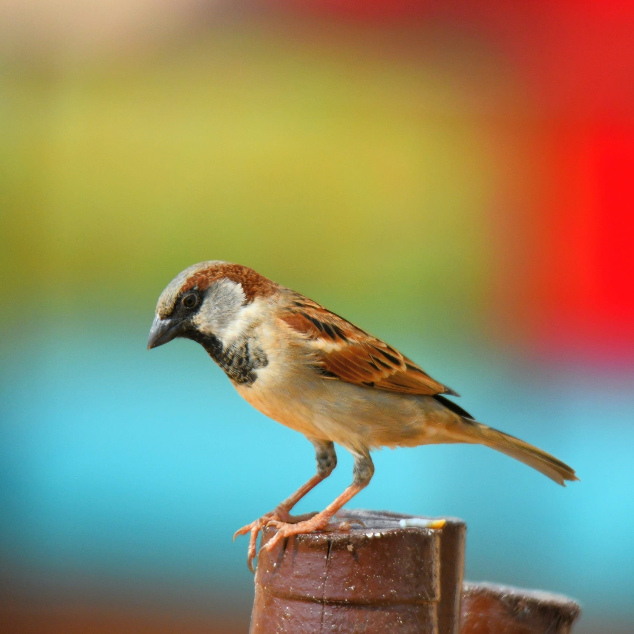 wild, beauty in nature, no people, close-up, wood - material, songbird, beak, animal, animal wildlife, sparrow, outdoors, little, vertebrate, 1080P, wildlife, Phone HD Wallpaper