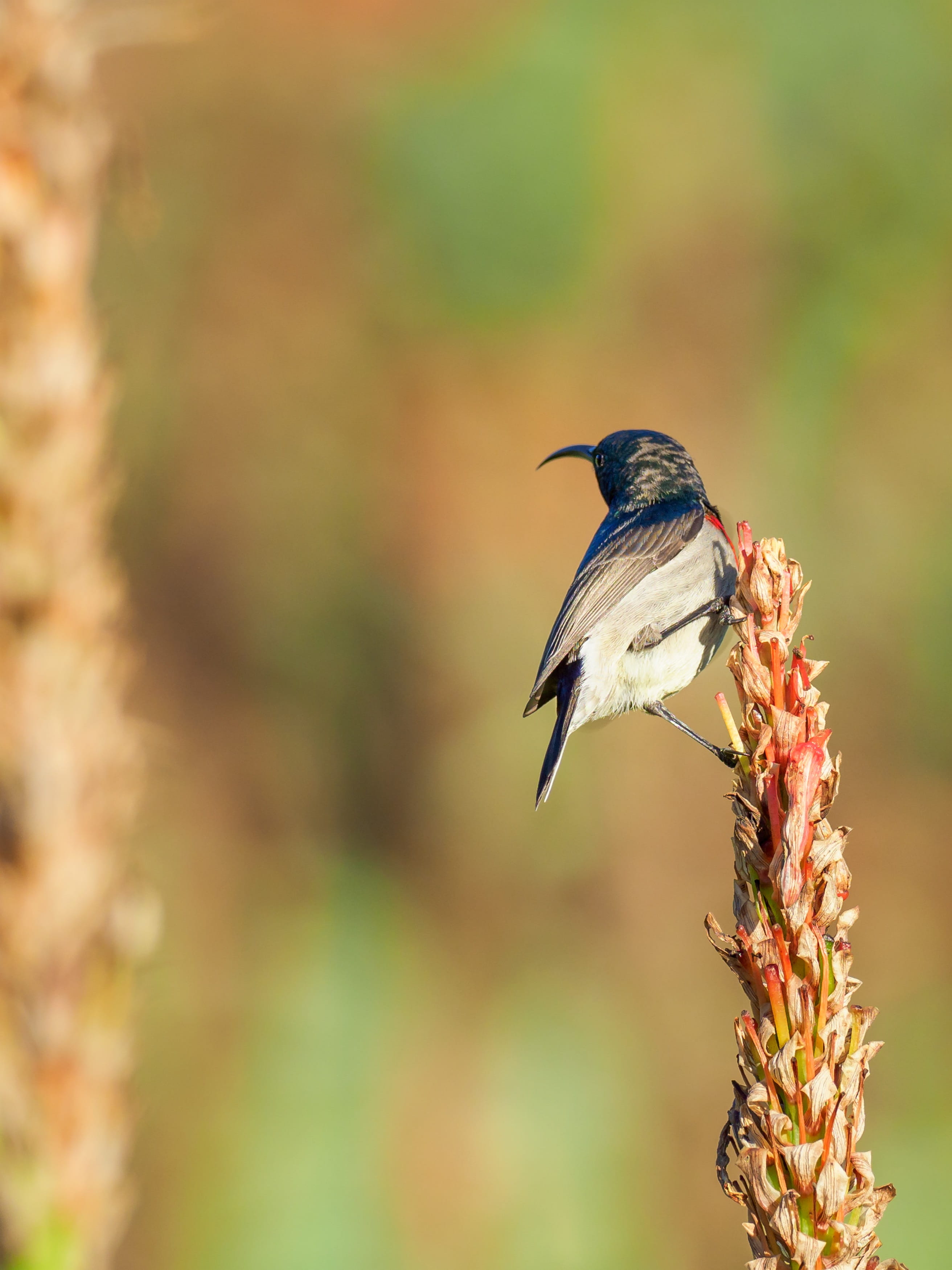 2K, garden, wildlife, finch, animal themes, outdoors, red, vertebrate, focus on foreground, wing, southern double-collared sunbird, small, one animal, Phone HD Wallpaper