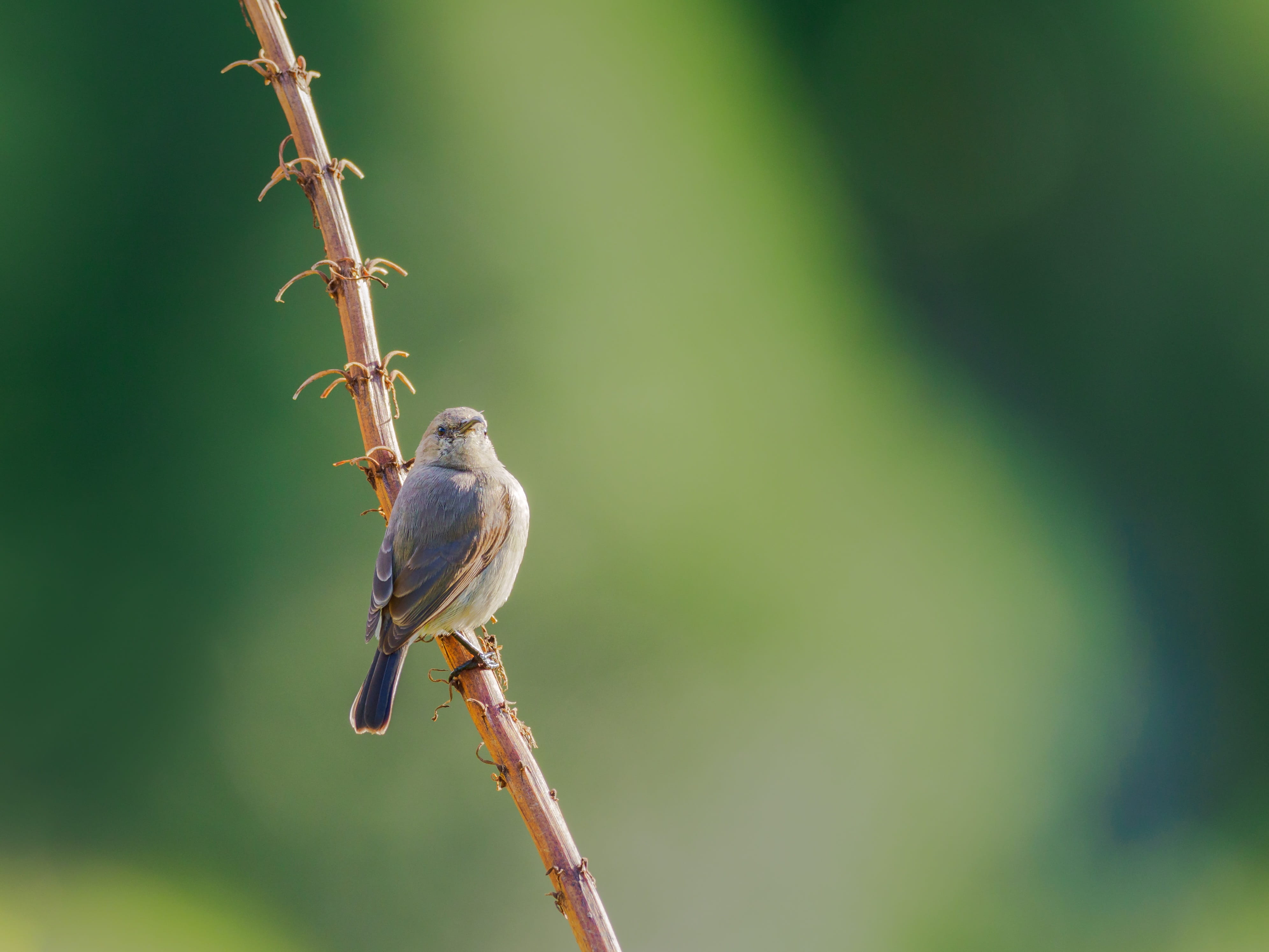 feather, one animal, tree, wild, orange, perching, animals in the wild, small, wing, perched, green, sunbird, branch, finch, animal themes, no people, cute, HD Wallpaper