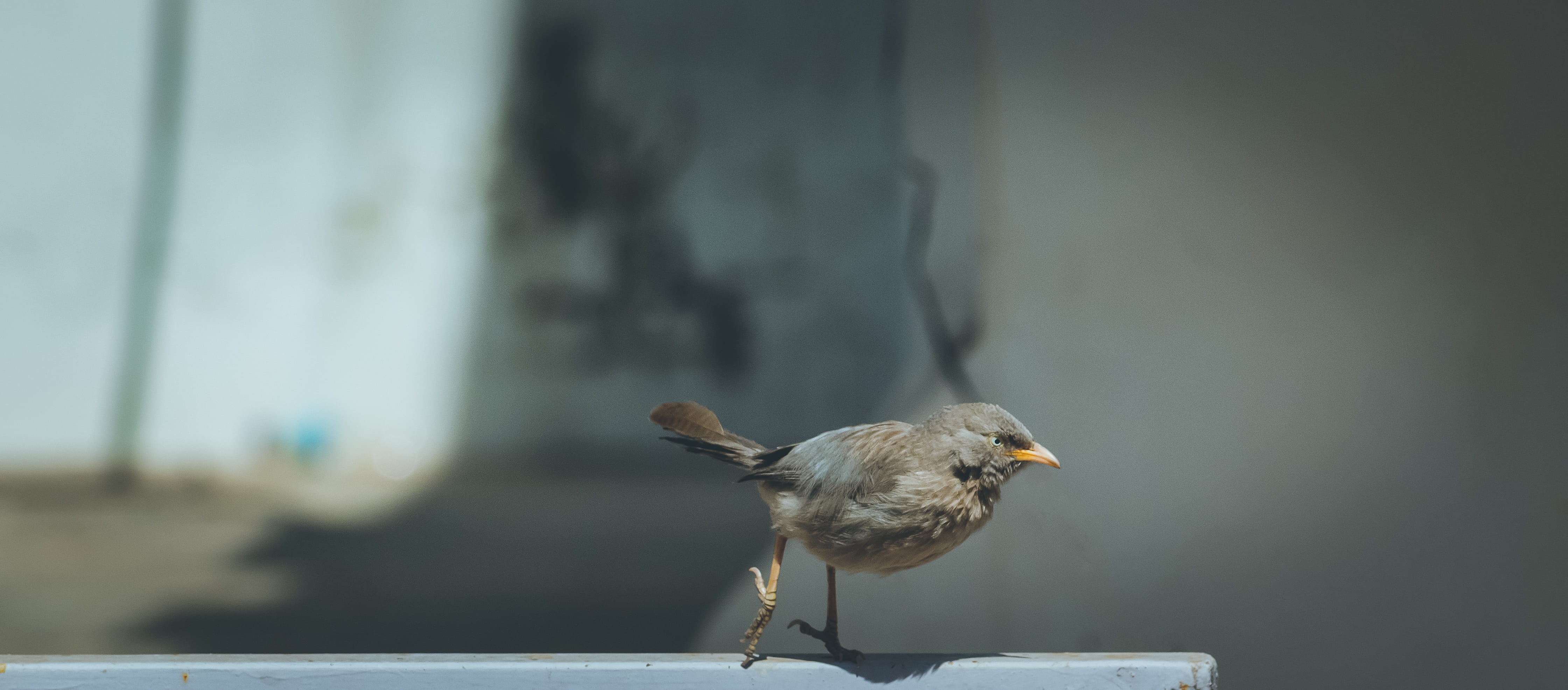 agelaius, side view, puffy, feather, one animal, tail, wood - material, nature, walk, outdoors, no people, wren, beak, brown, full length, animal, gandhinagar, HD Wallpaper