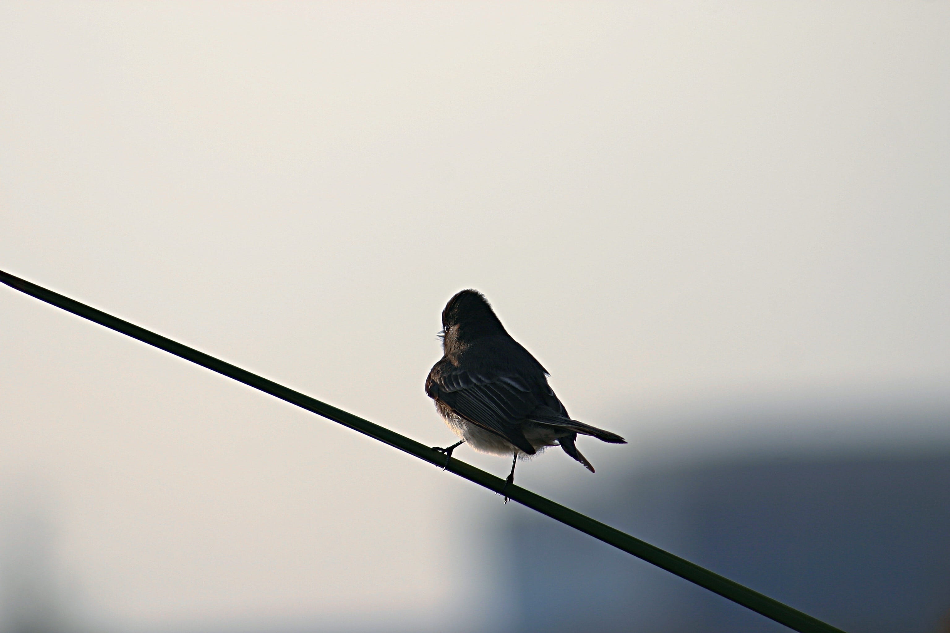 accipiter, grey, nature, phoebe, sky, low angle view, wire, one animal, vertebrate, blackbird, railing, cable, wing, avian, full length, animal themes, HD Wallpaper