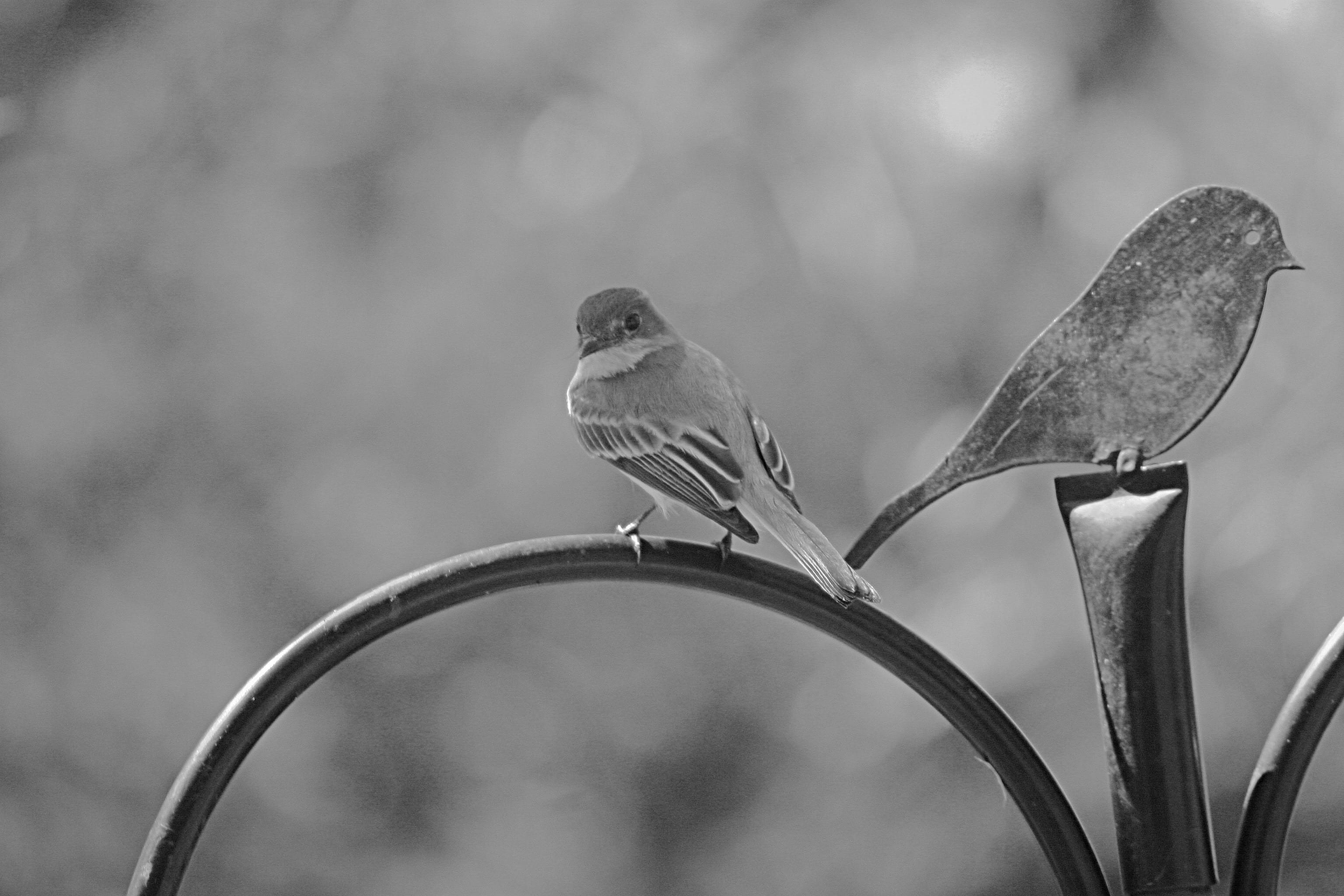 sky, outdoors, beak, nature, side view, plant, finch, animals in the wild, one animal, no people, day, bird, pet, perching, sparrow, anthus, HD Wallpaper