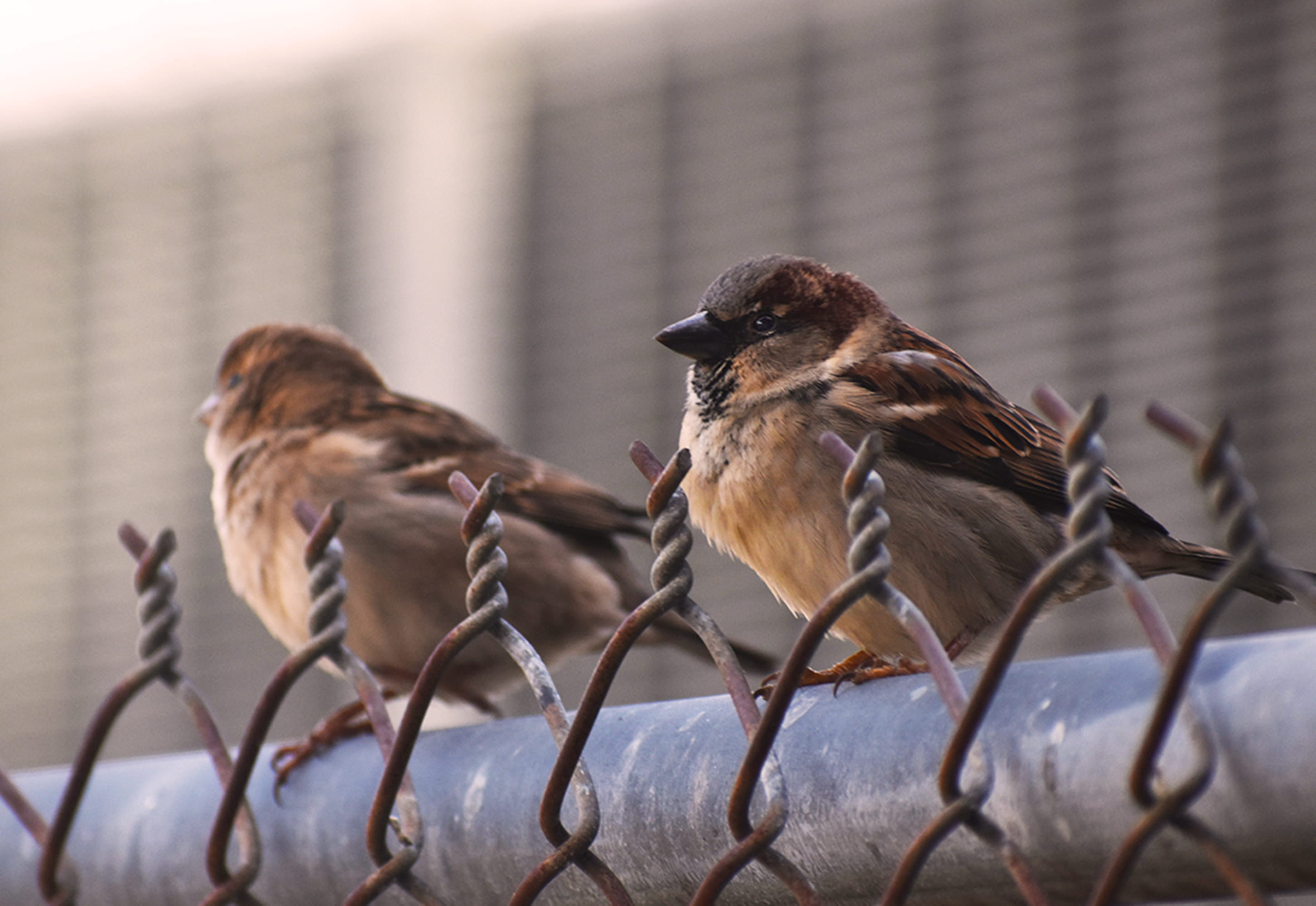 animals in the wild, two animals, 2K, vertebrate, beak, rust, anthus, finch, animal wildlife, feather, focus on foreground, close-up, autumn, safety, bird, HD Wallpaper
