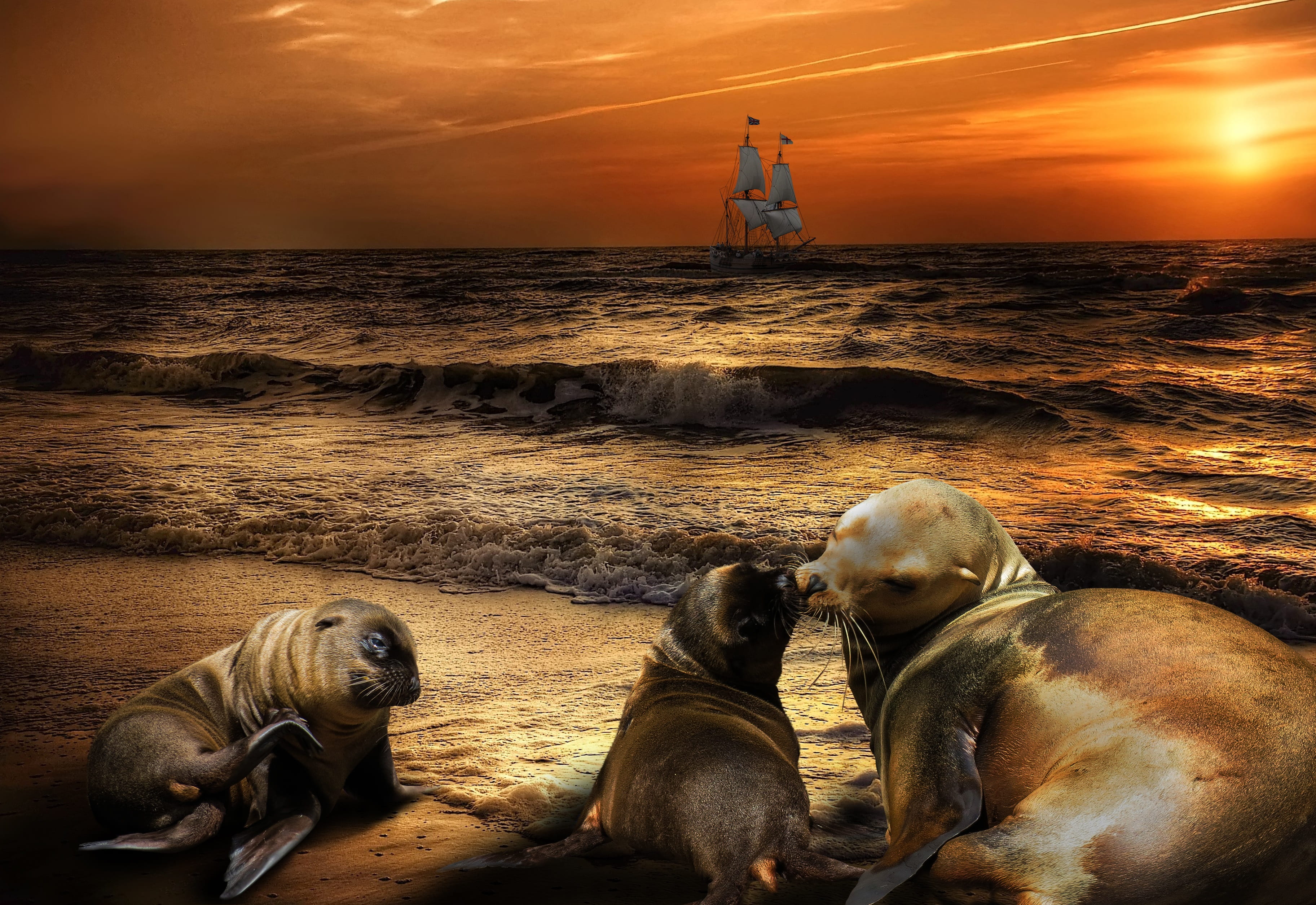 nature, built structure, wave, horizon over water, romantic, kiss, surf, ship, mother and child, ocean, love, transportation, vertebrate, no people, a young sea lion, HD Wallpaper