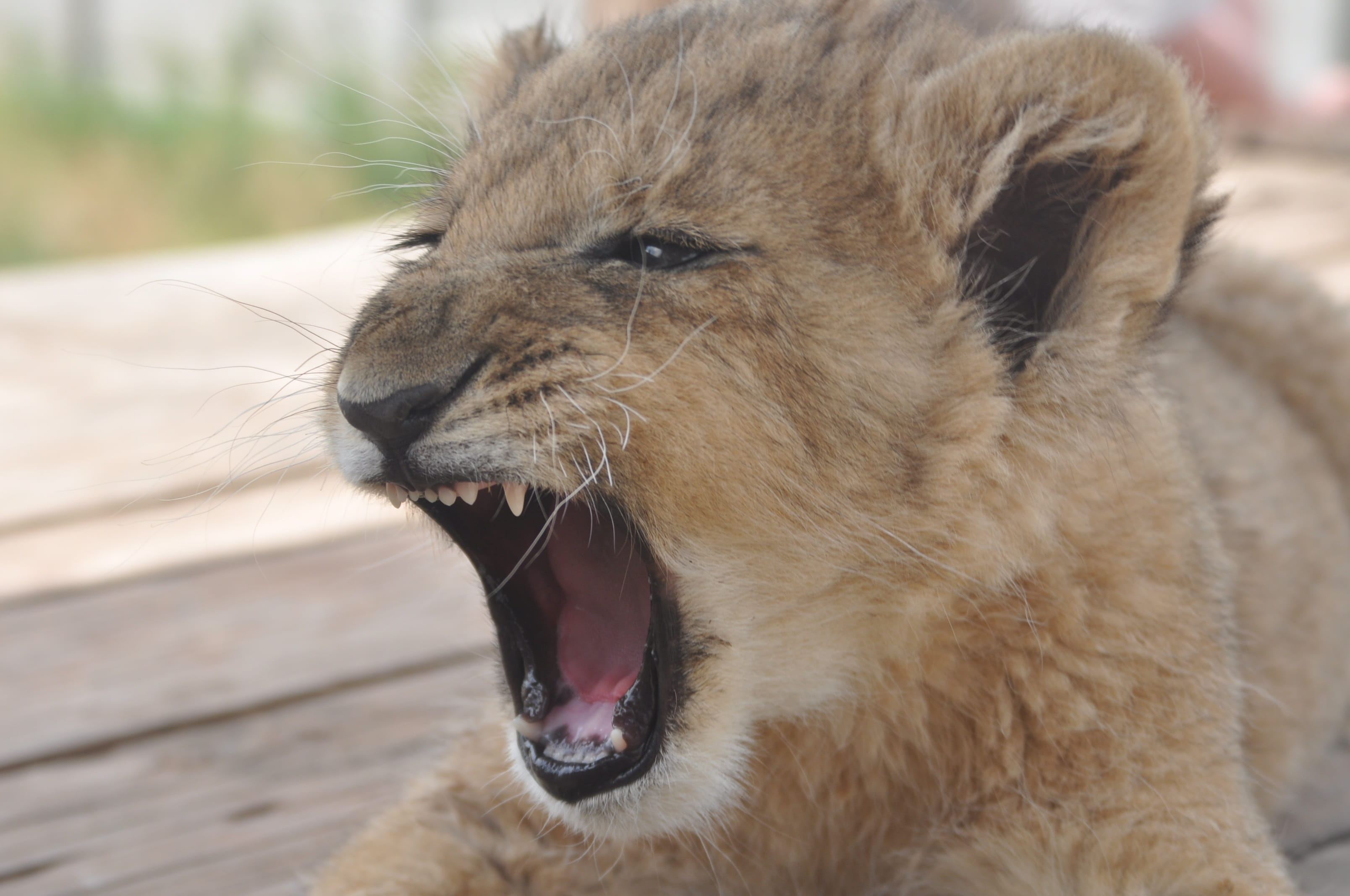 Animals, lion, mouth, focus on foreground, africa, animal body part, vertebrate, 2K, whisker, one animal, lion - feline, small, fur, predator, close-up, HD Wallpaper