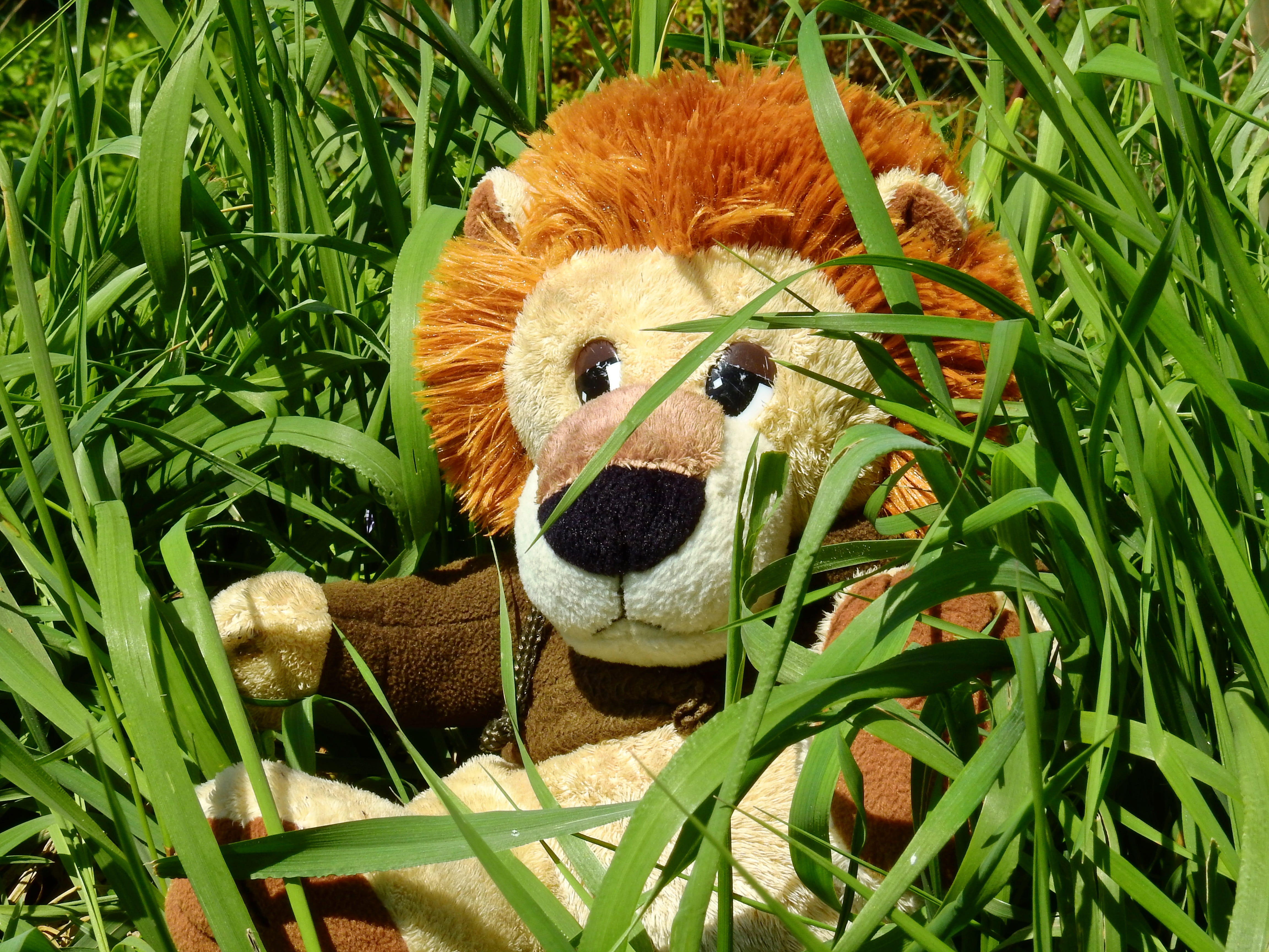 4K, plant part, nature, grass, toy, green color, predator, outdoors, animal, close-up, wildcat, child, children toys, growth, soft toy, play, mammal, toys, HD Wallpaper