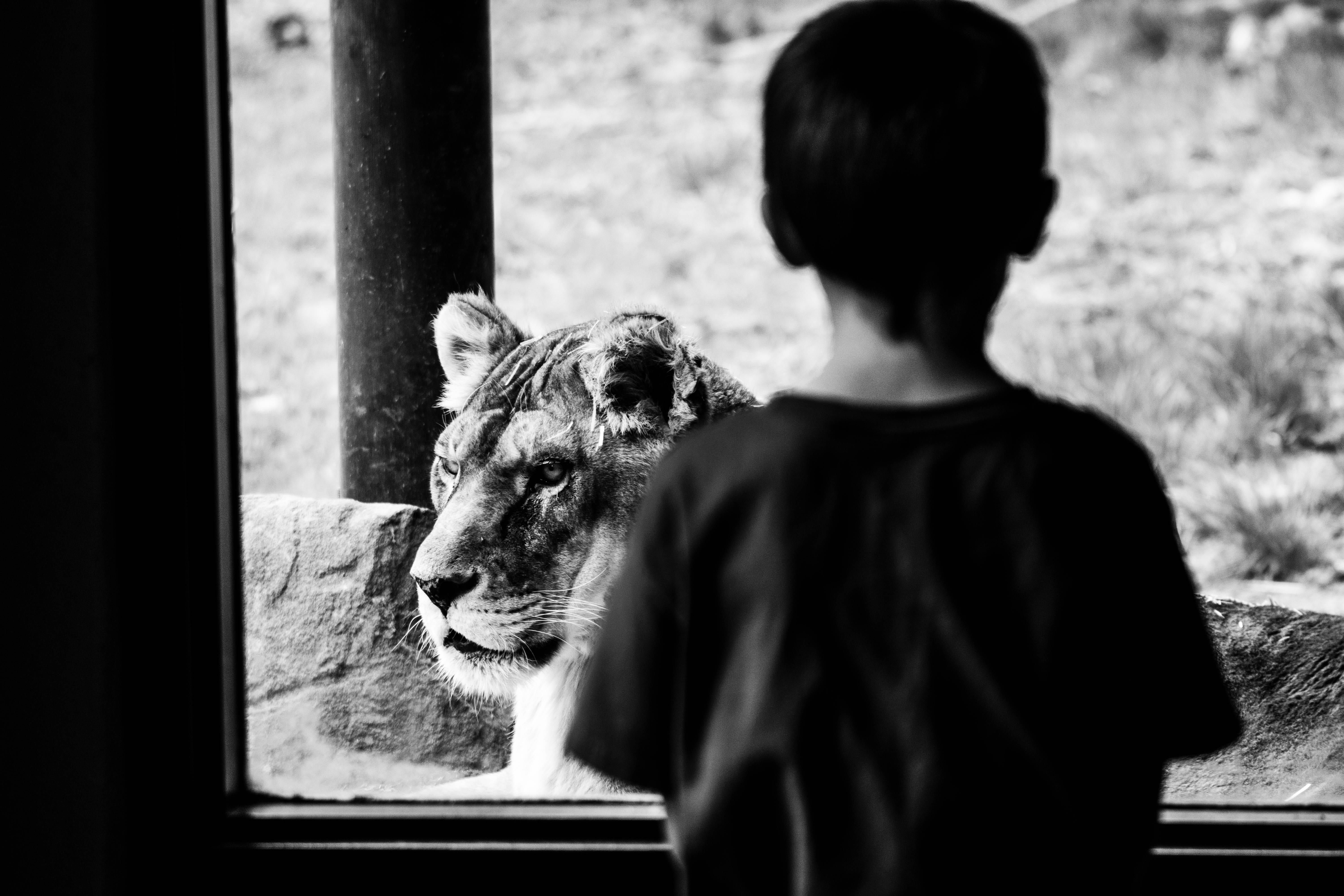 domestic animals, window, black-and-white, day, rear view, grayscale, vertebrate, animal, domestic, one person, real people, little, 5K, feline, dog, looking, HD Wallpaper