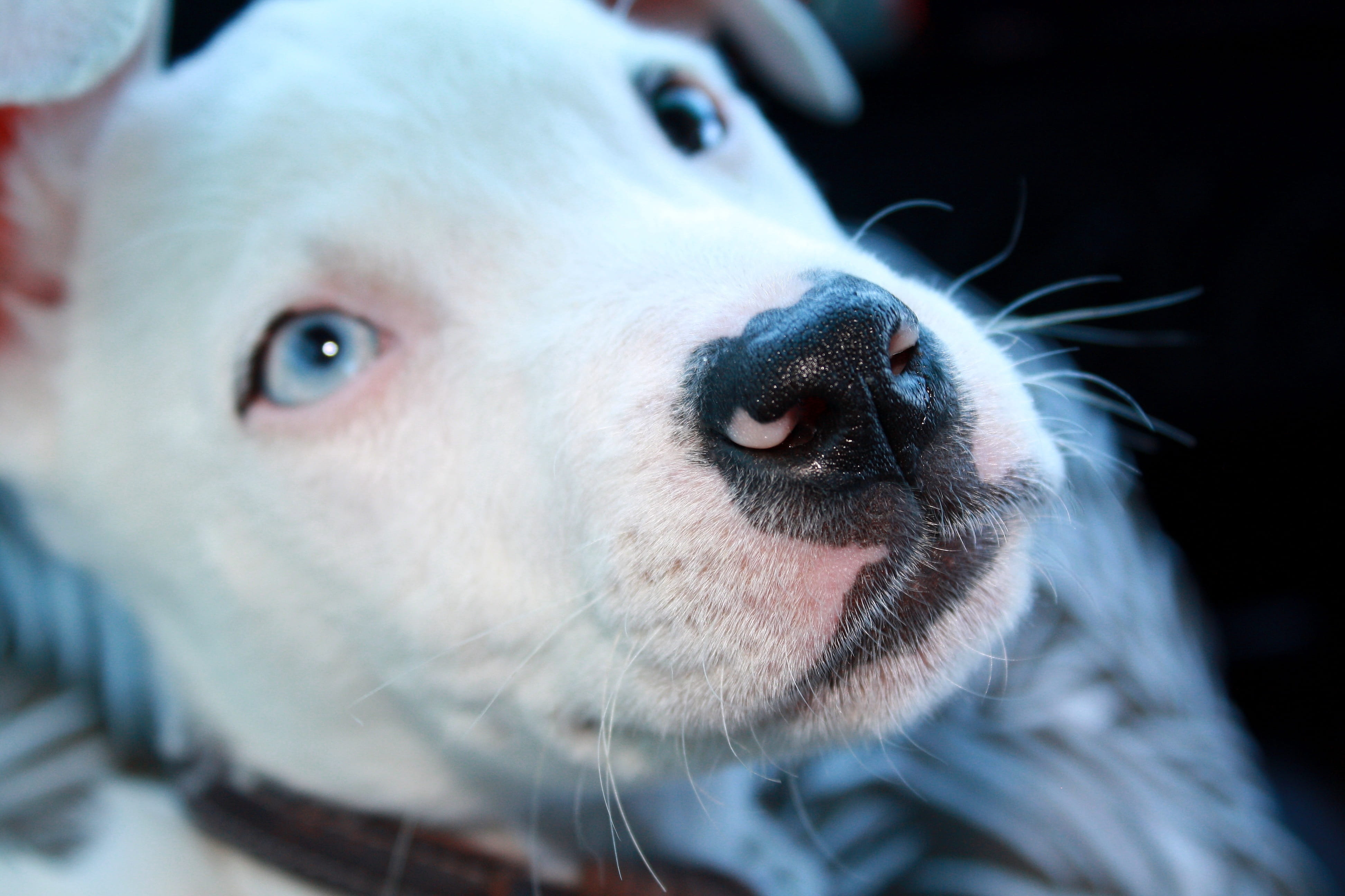 eye, eyes, looking, close, animal body part, body part, animal head, domestic animals, White, looking at camera, pets, animal nose, one animal, whisker, HD Wallpaper