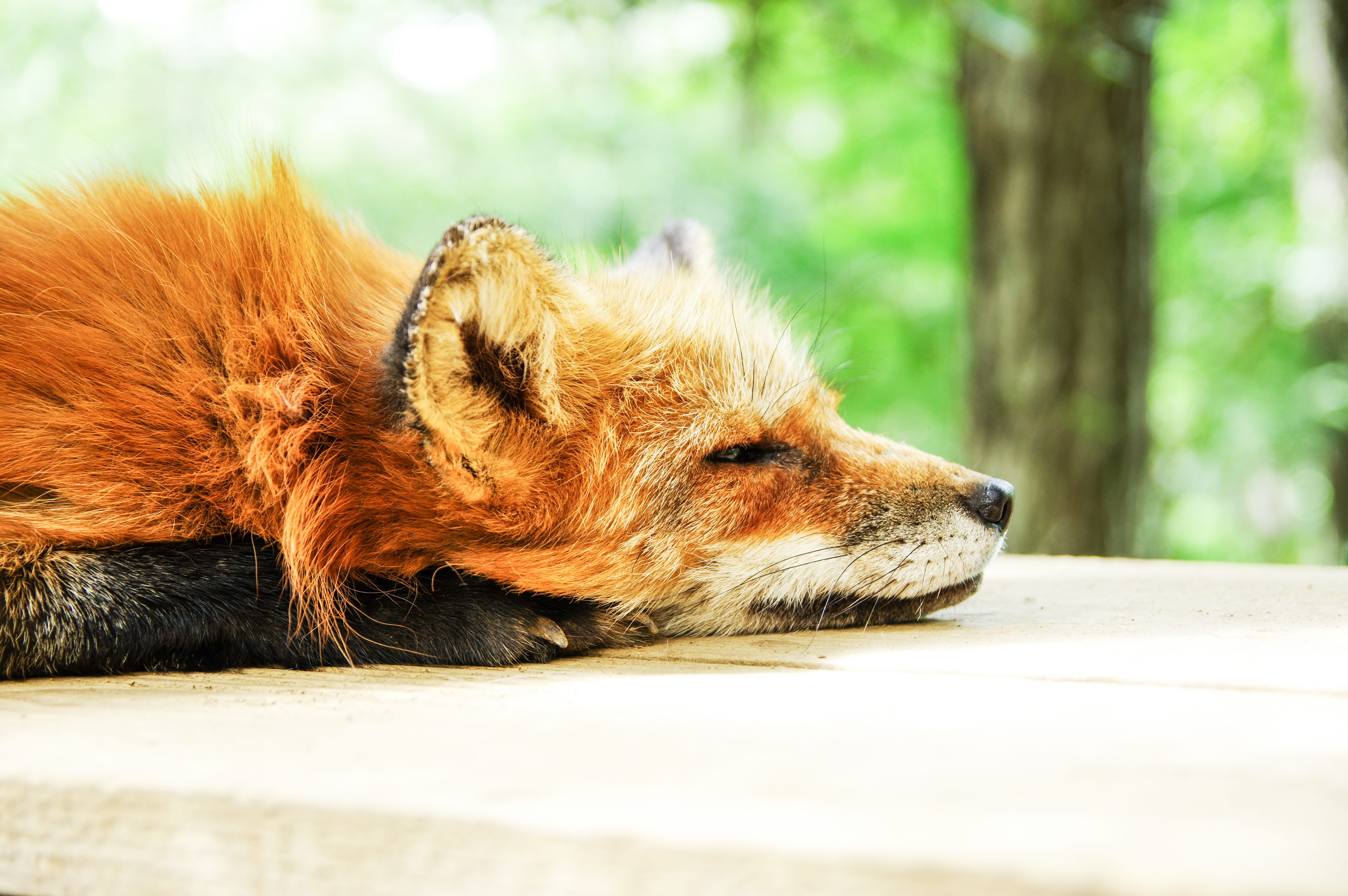 resting, focus on foreground, sleep, animal themes, fox, animal body part, cute, tan, daytime, dog, pets, domestic animals, relaxation, mammal, tired, domestic, HD Wallpaper