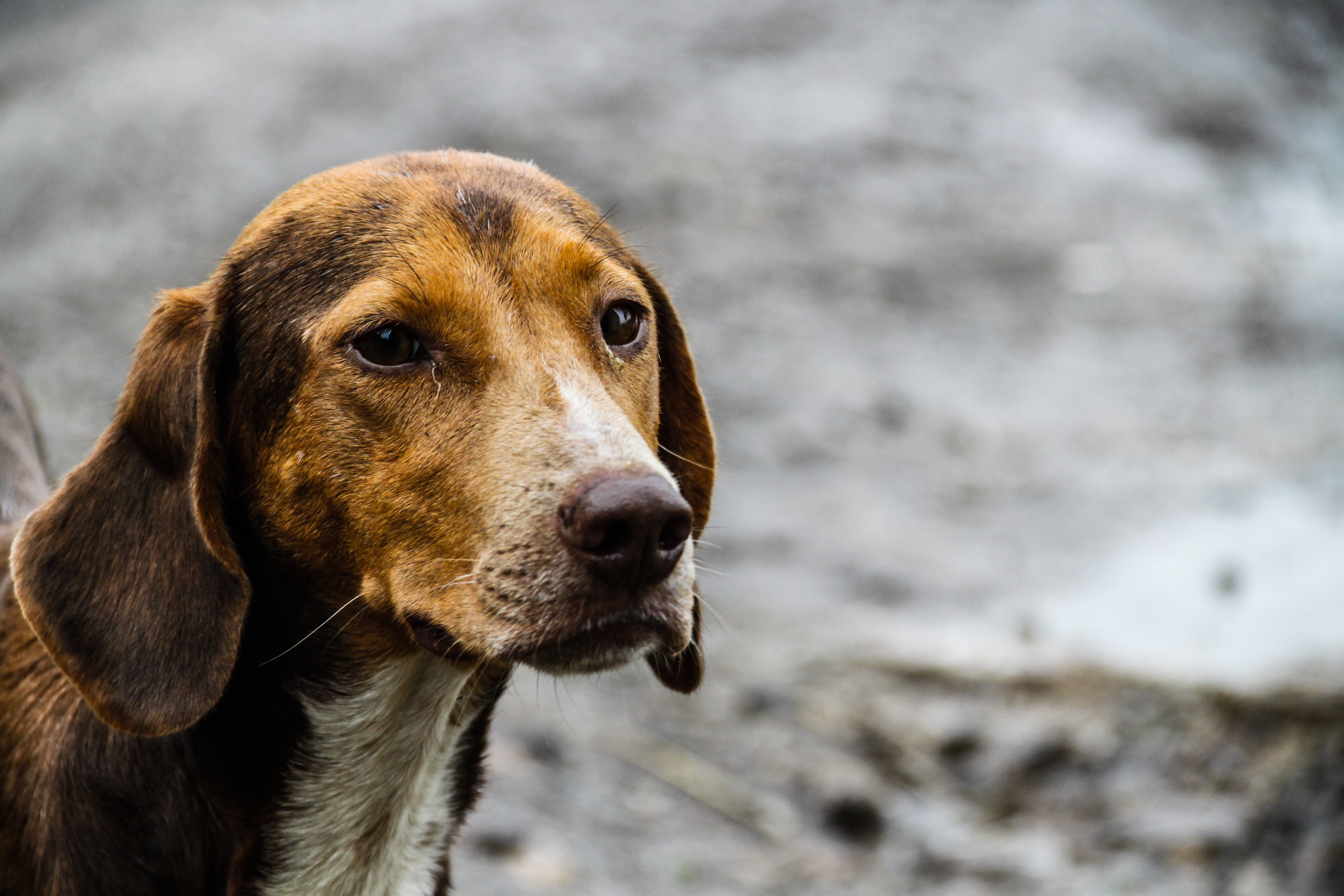 Nature, vertebrate, minister, no people, looking, haired, Puppy, the interesting, domestic, brown, animal head, dogs, focus on foreground, pets, 4K, expectant, HD Wallpaper