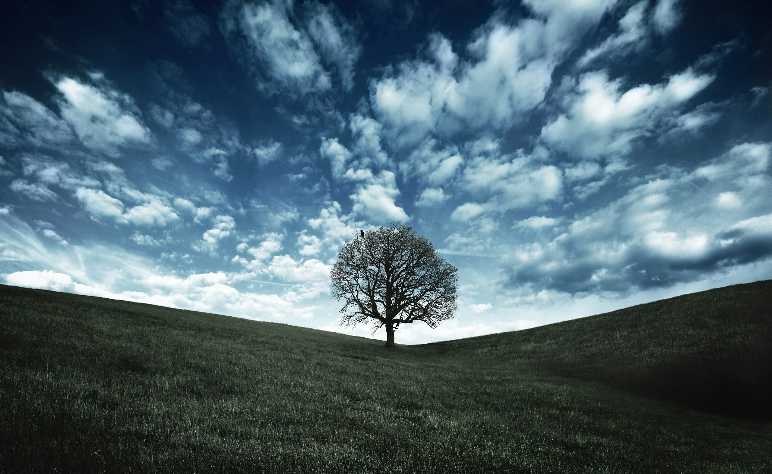 day, beauty in nature, Landscape, outdoors, Nature, Raven, land, tranquility, scenics - nature, field, 2K, no people, grass, non-urban scene, tranquil scene, HD Wallpaper