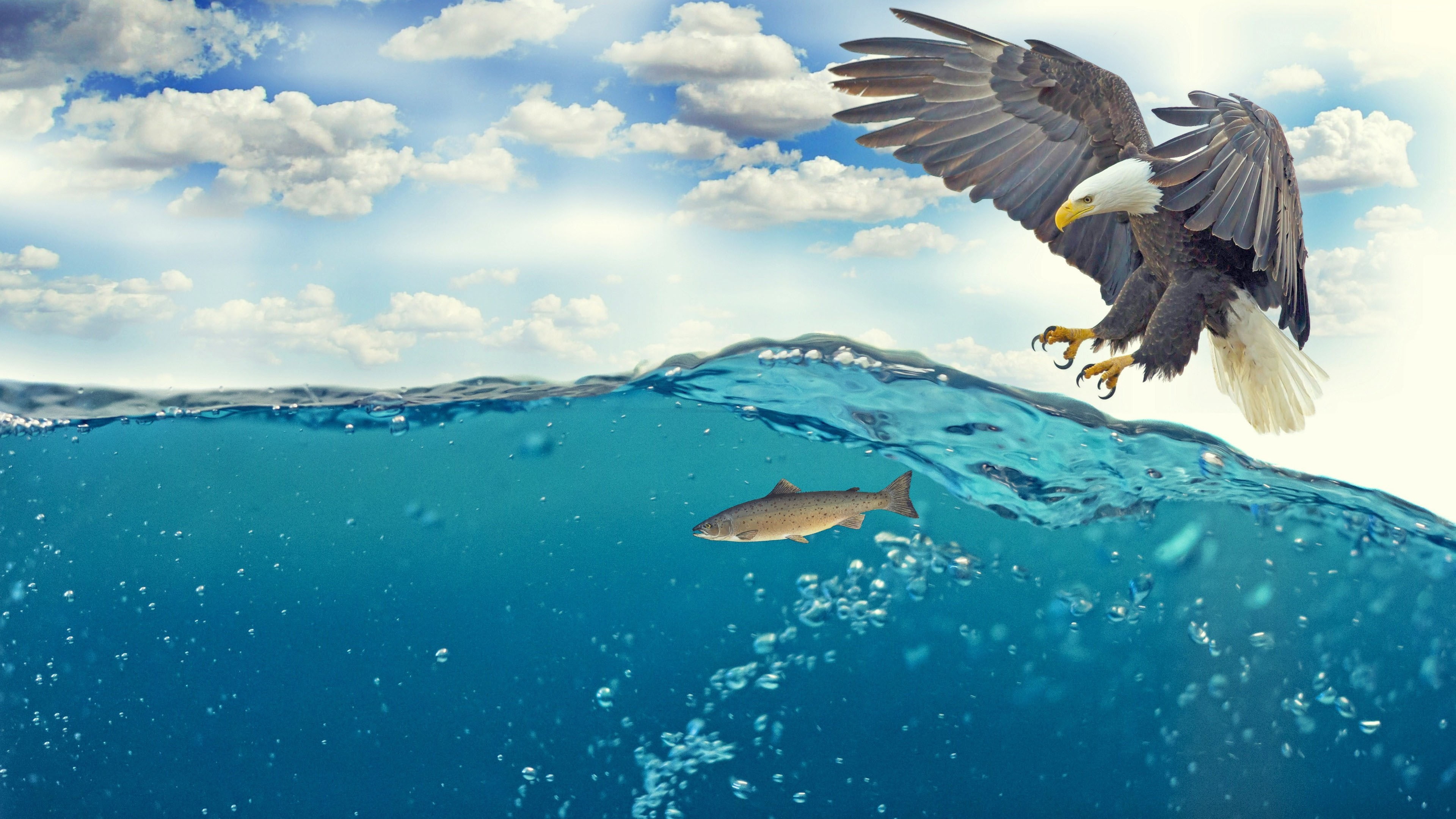 4k, animal, flying, 4K, day, underwater, spread wings, sky, animals in the wild, Fish, cloud - sky, marine, seagull, animal themes, nature, vertebrate, HD Wallpaper